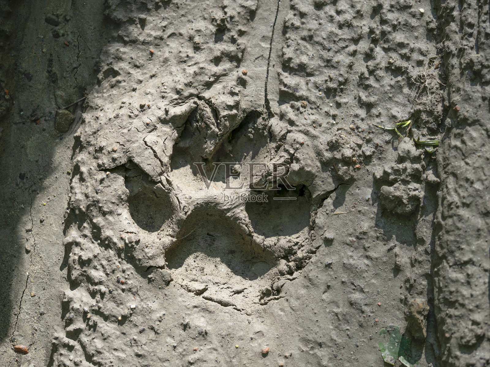 泥上有狼爪印照片摄影图片