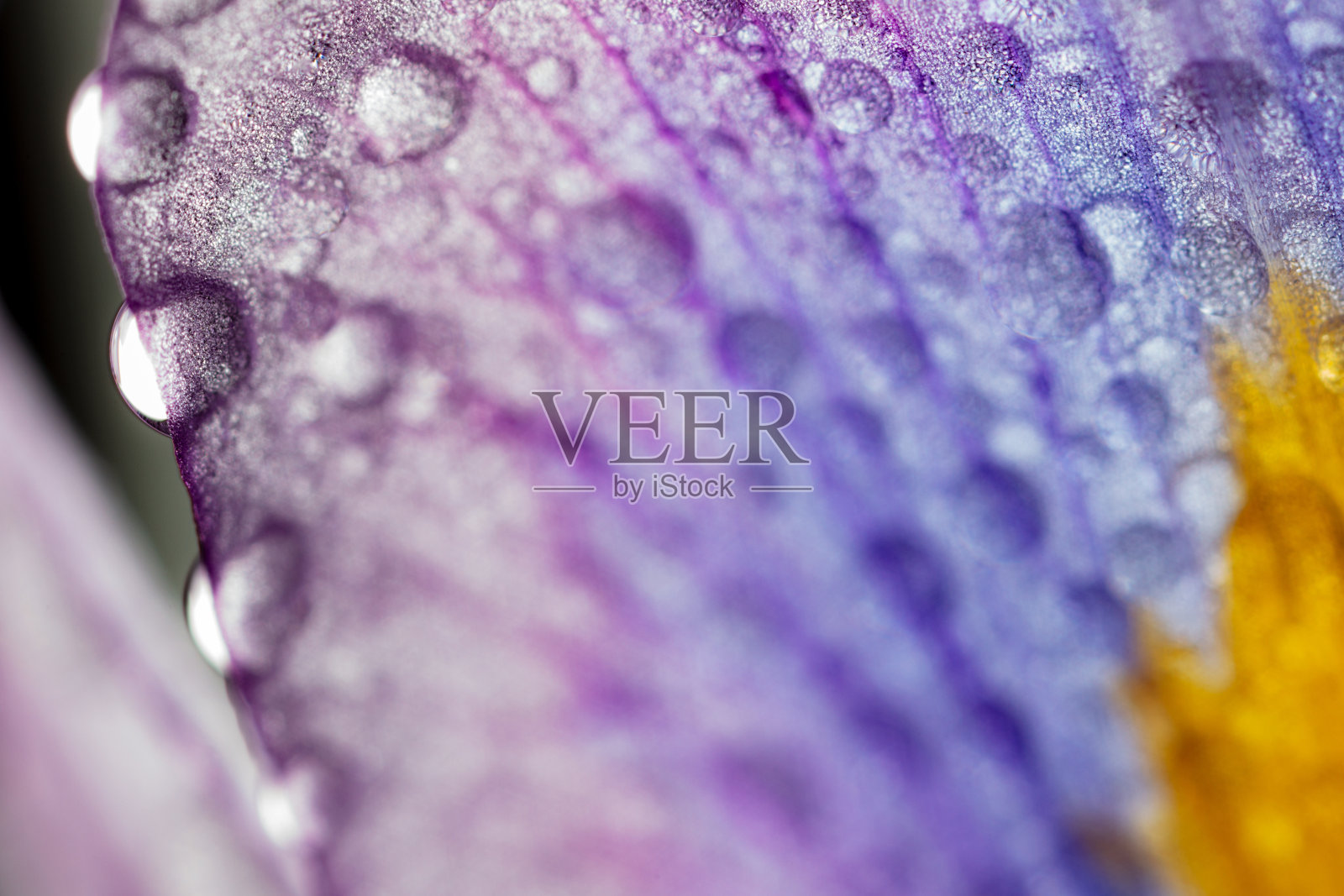 近距离的白色植物与粉红色的色调和水滴。照片摄影图片