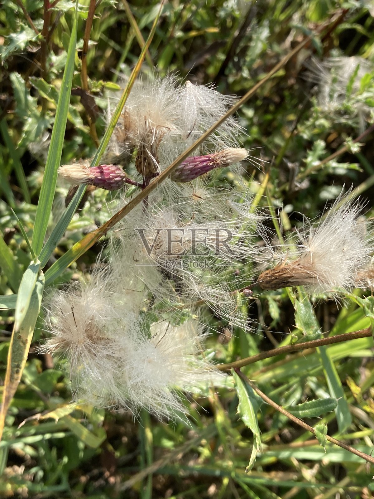 2020年德国秋季照片摄影图片