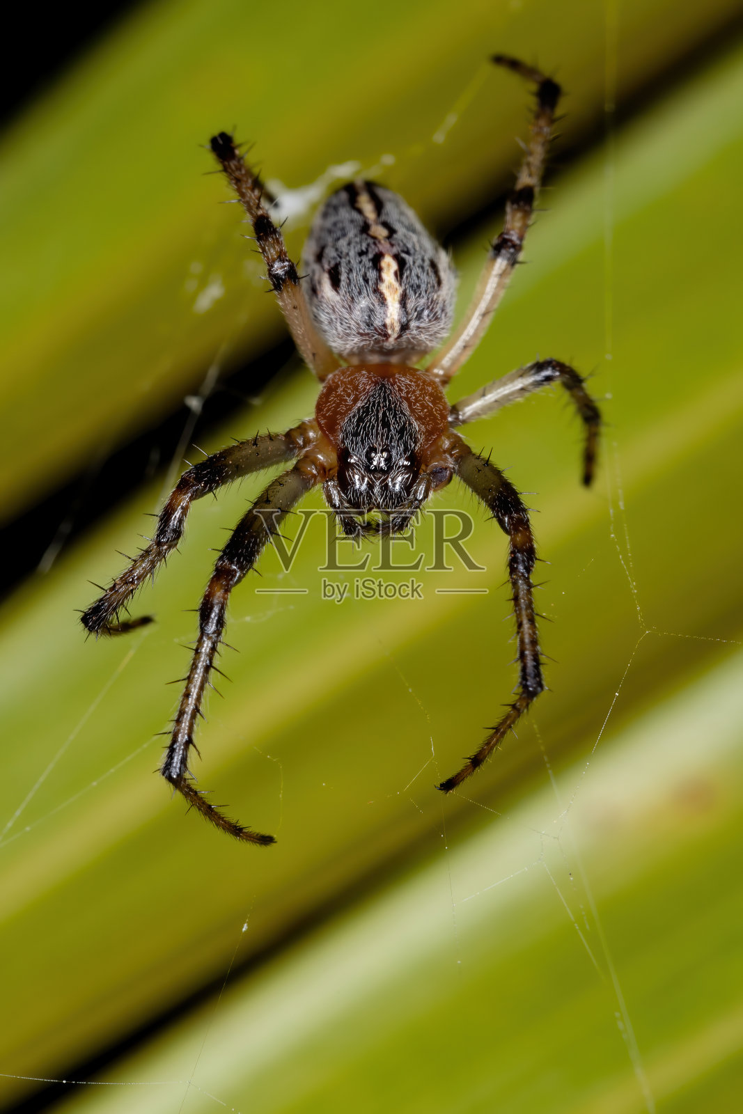 经典织布工照片摄影图片