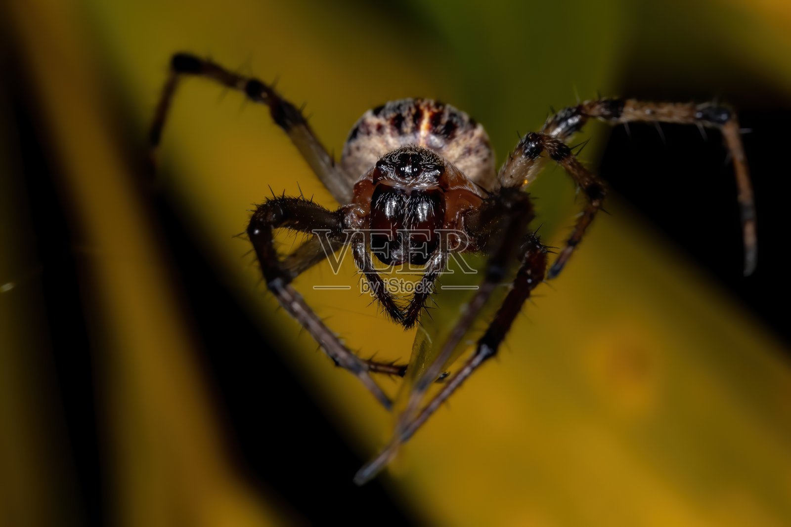 经典Orbweaver照片摄影图片