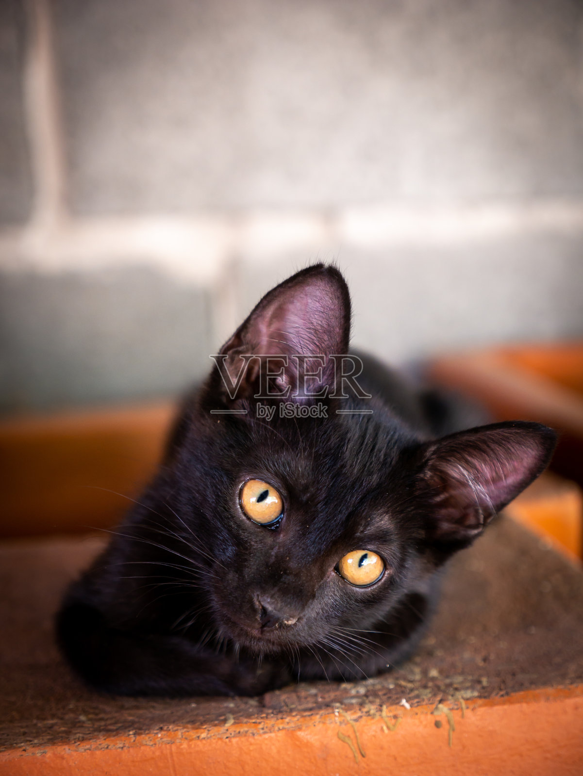 黑猫和一个褴褛的脸说谎照片摄影图片