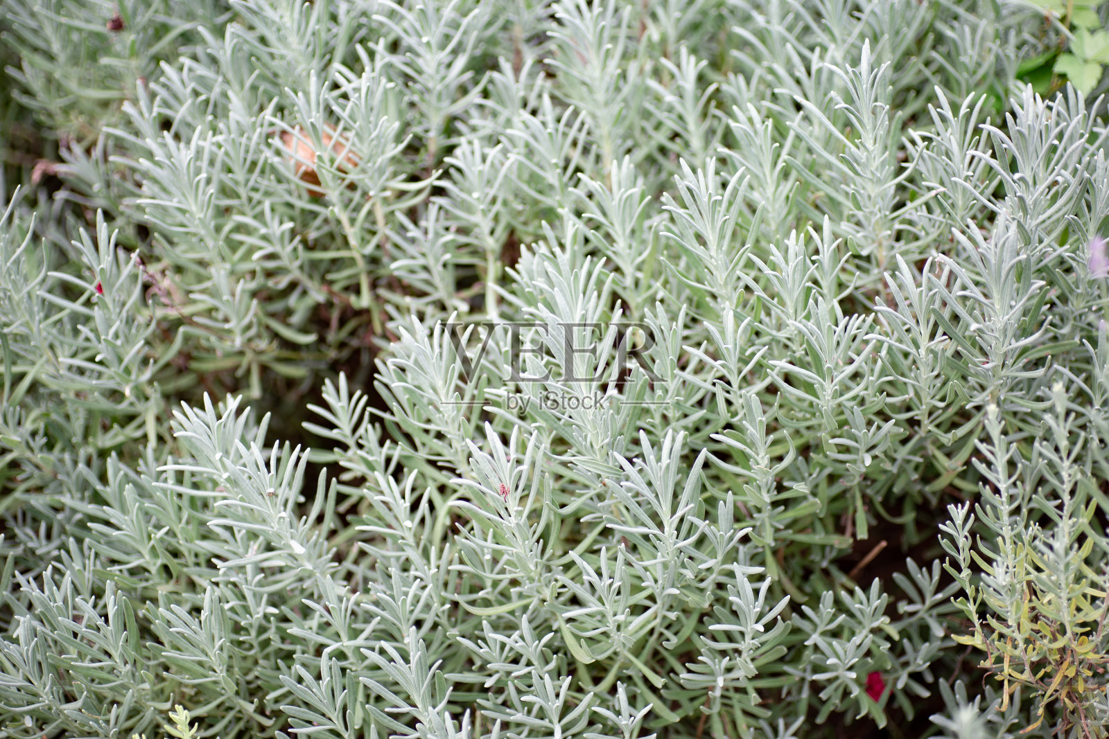 草本植物照片摄影图片