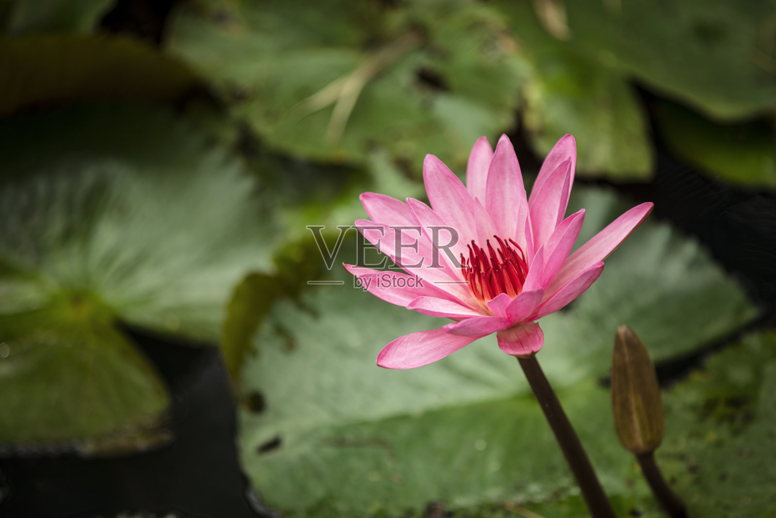 美丽的荷花照片摄影图片