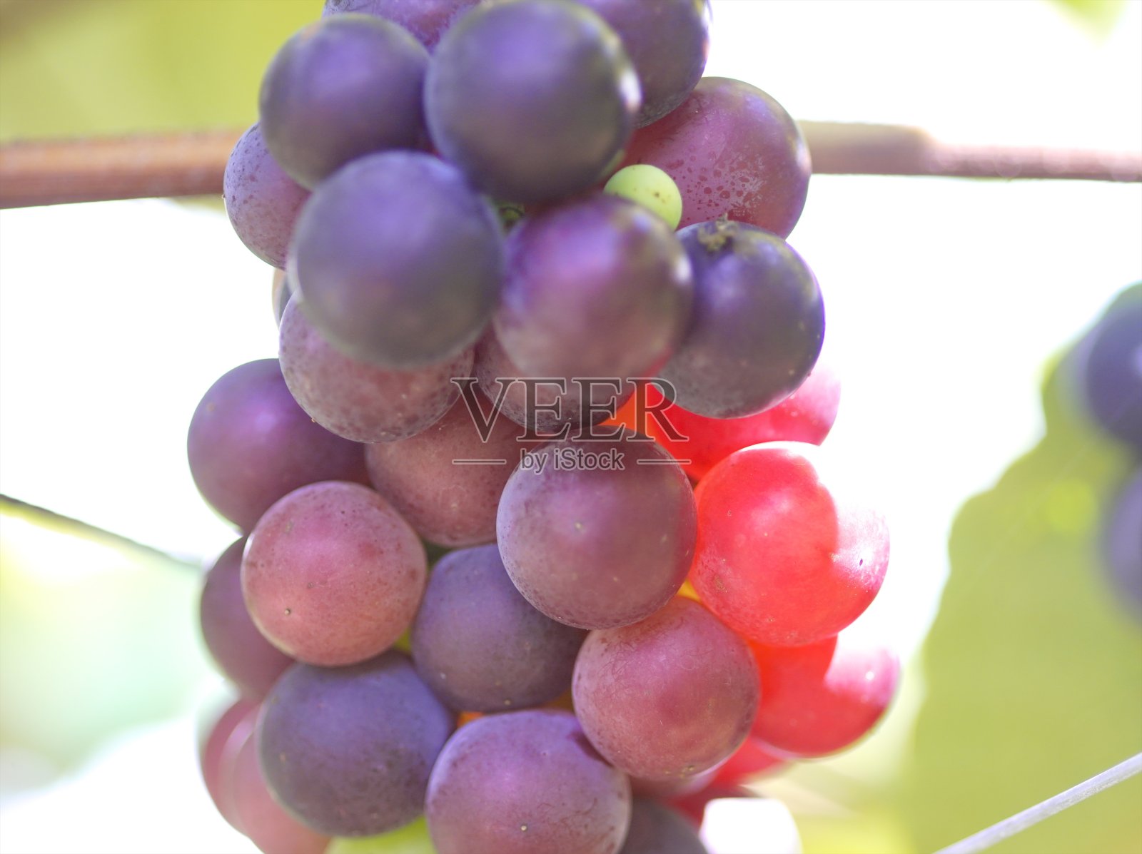 初秋的葡萄园照片摄影图片