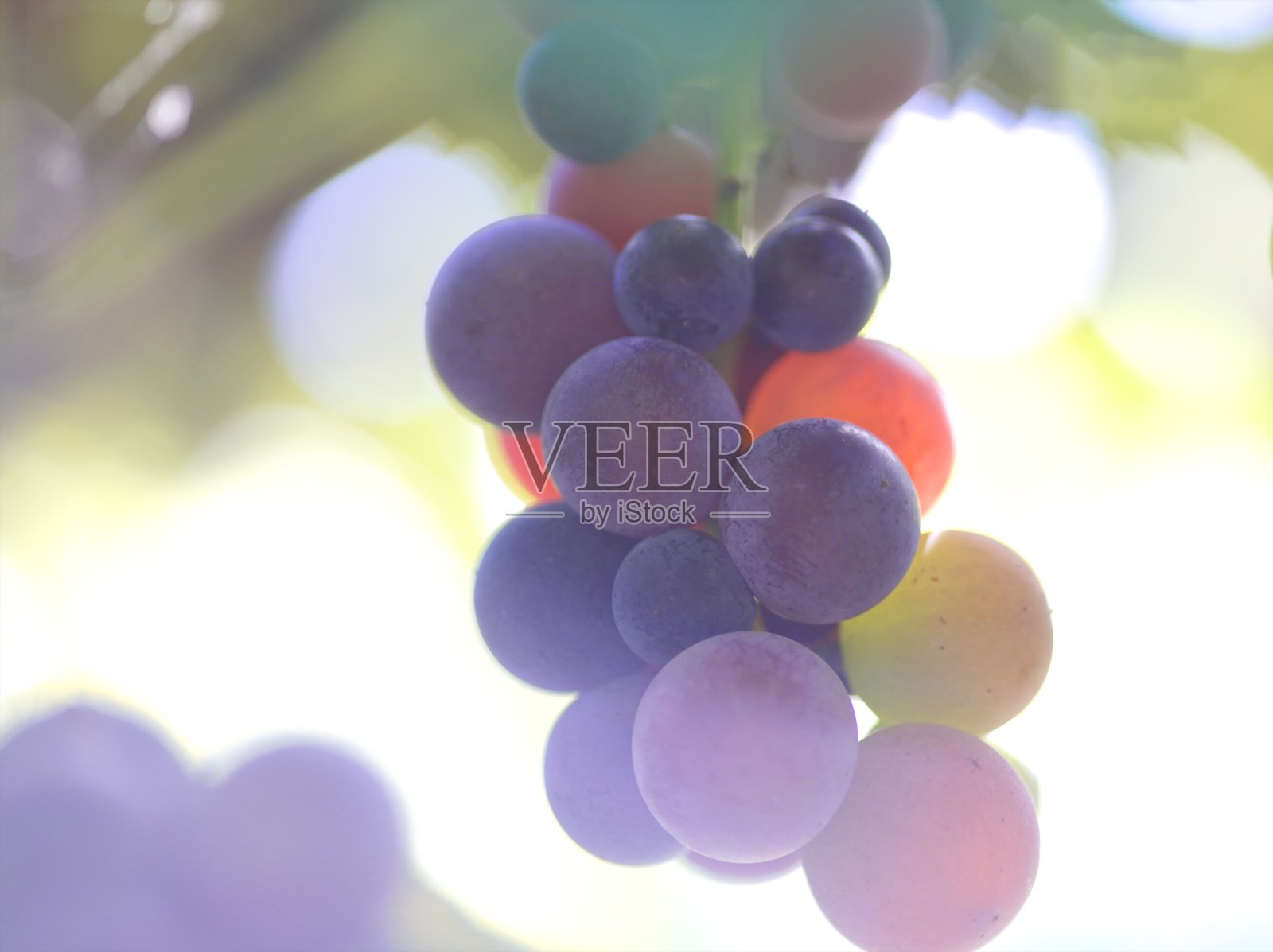 初秋的葡萄园照片摄影图片