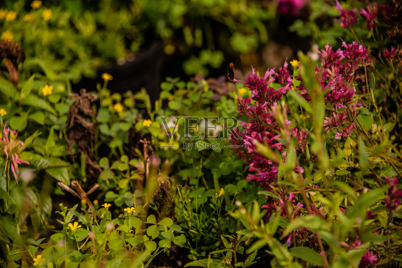 野花,蝴蝶和飞蛾照片摄影图片