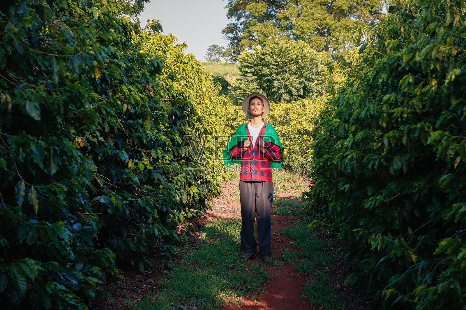 咖啡种植园的农民举着巴西国旗照片摄影图片
