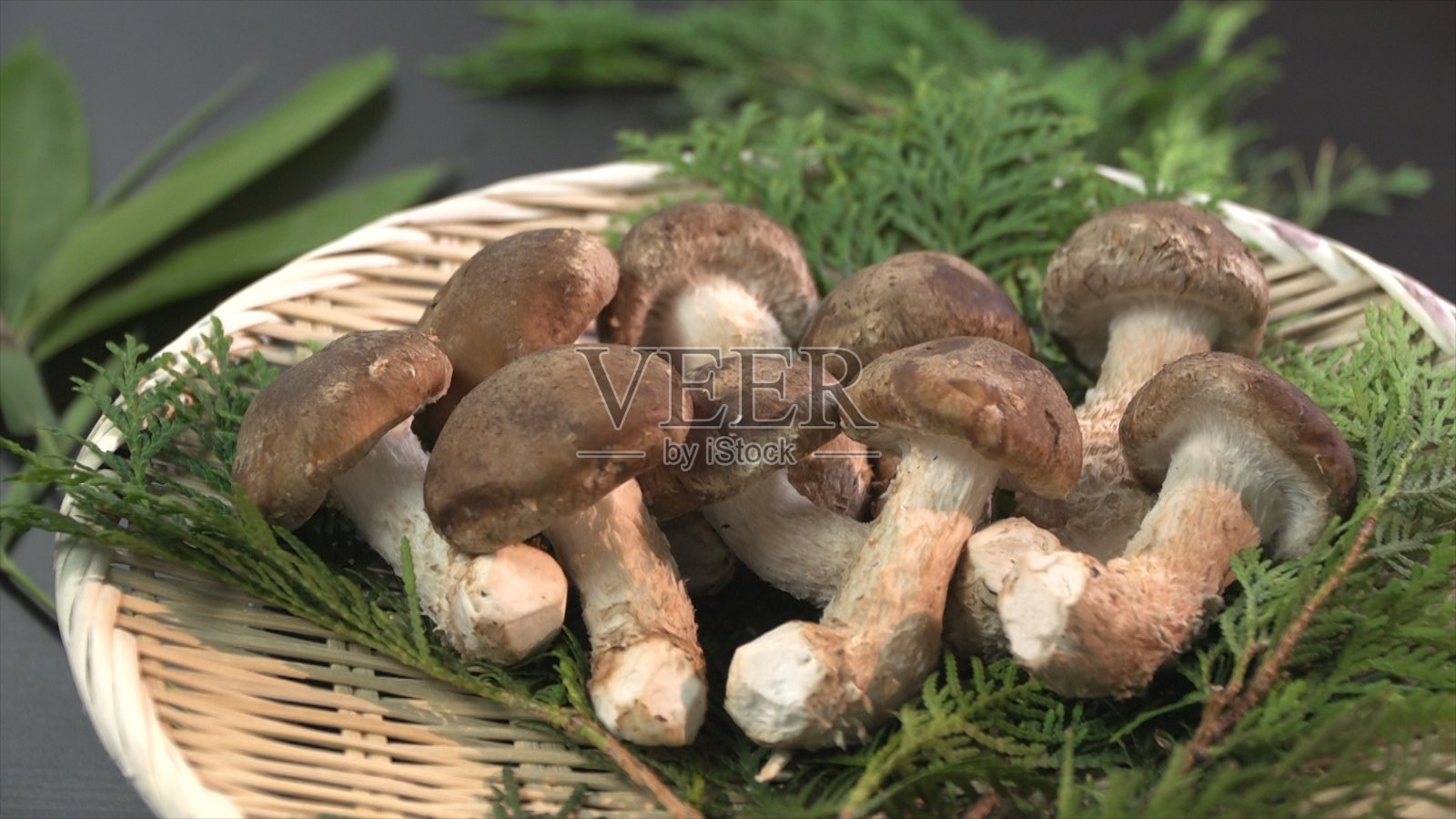 奥科 / 蘑菇照片摄影图片