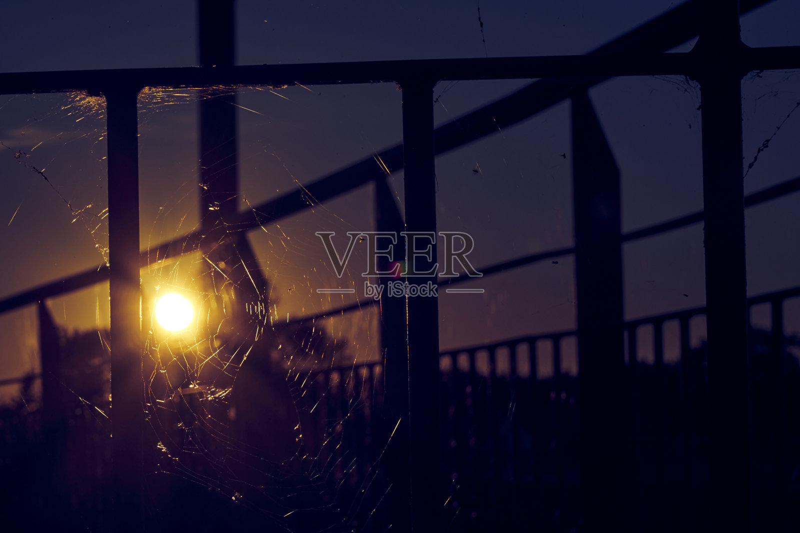 蜘蛛网在夕阳的光线下闪闪发光。照片摄影图片