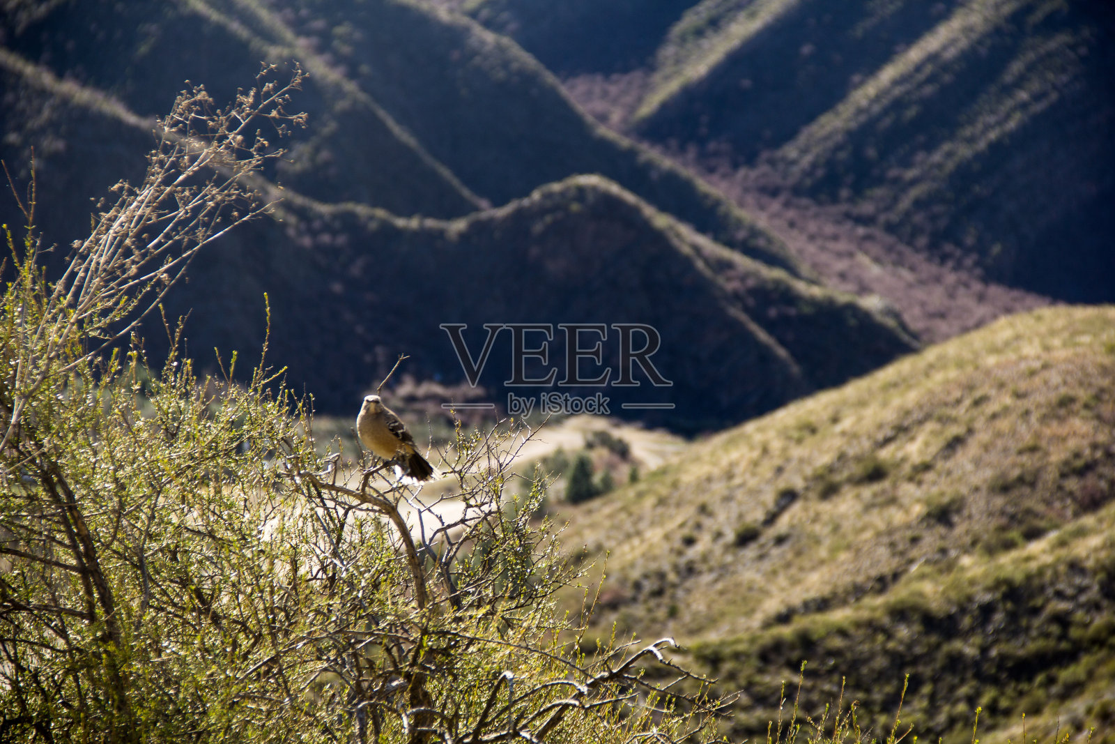 一只鸟停在树枝上照片摄影图片
