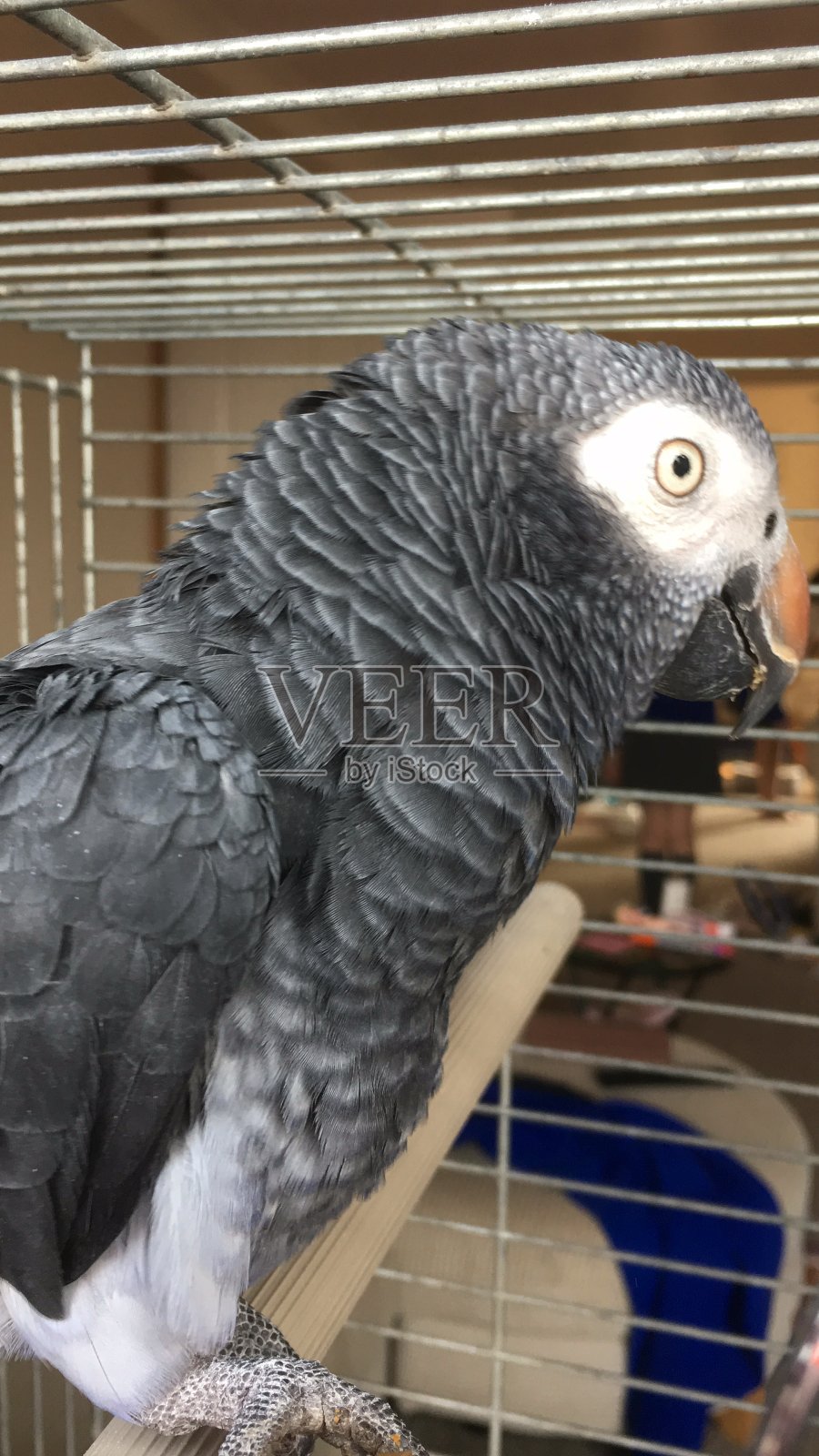 Timneh非洲灰鹦鹉特写照片摄影图片