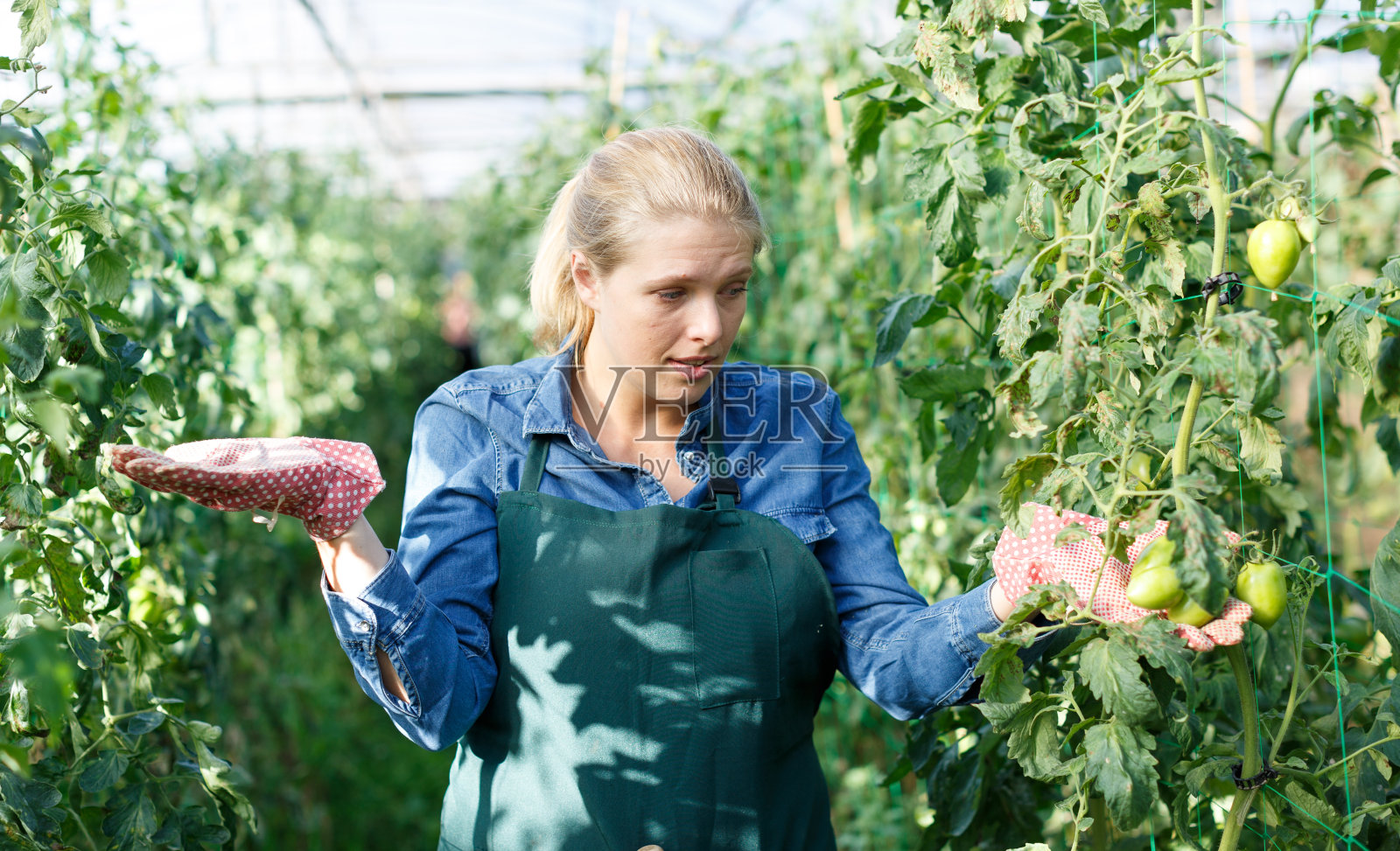 忧心忡忡的女园丁戴着手套站在西红柿幼苗附近照片摄影图片