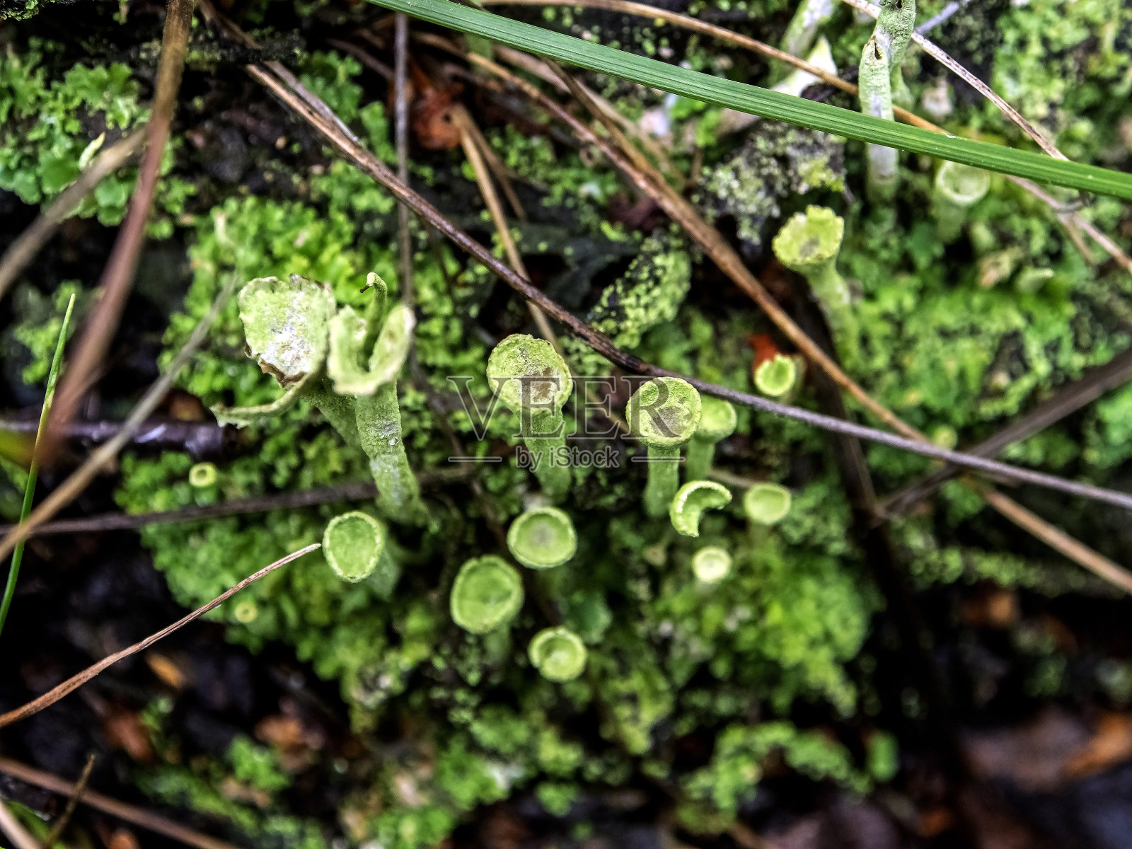美丽的地衣用拉丁文命名Cladonia chlorophaea,民间命名高脚杯精灵,宏观,狭窄的焦点地带照片摄影图片