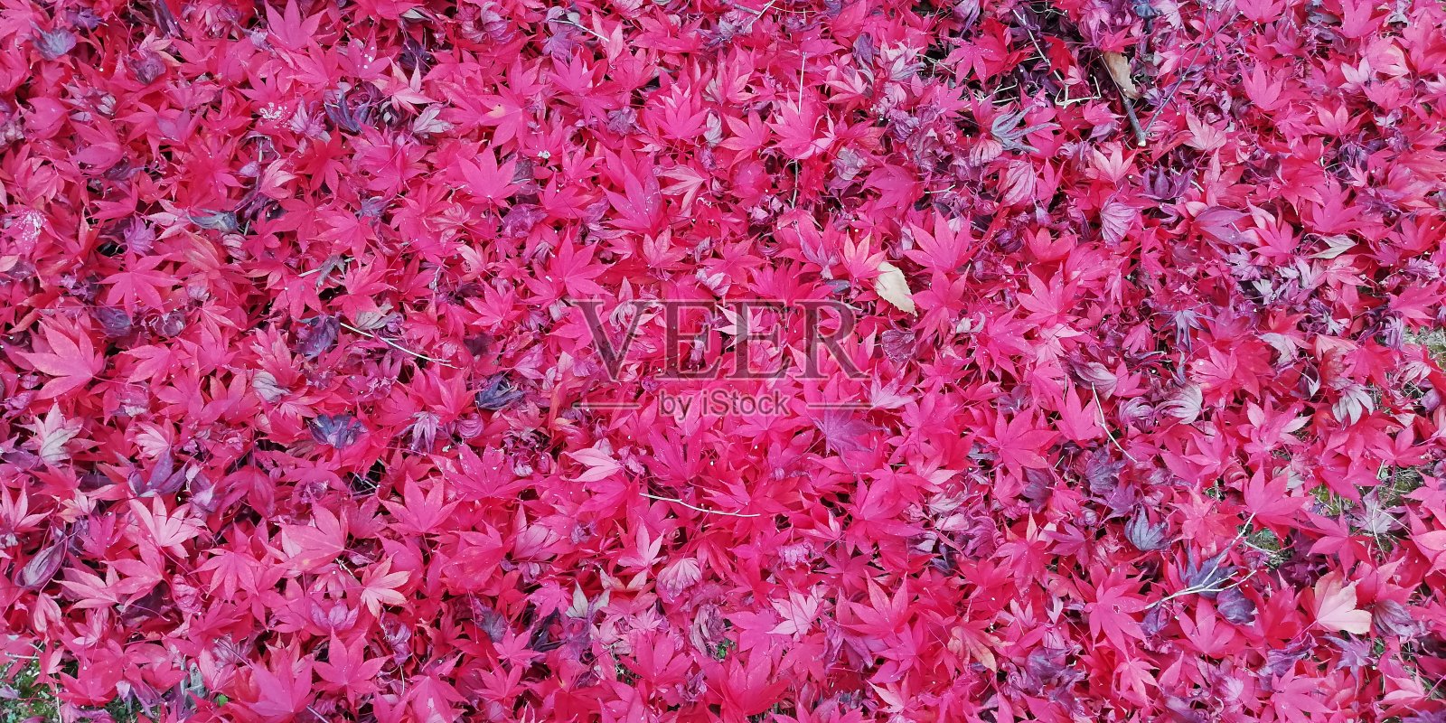 秋日街上红红的枫叶,取自韩国。照片摄影图片