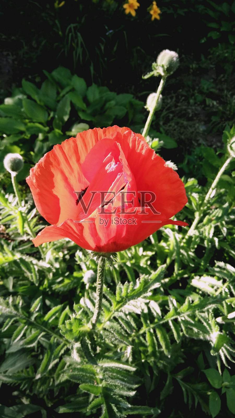 罂粟花的背景是绿草,盛开的罂粟花,红色的罂粟花。照片摄影图片