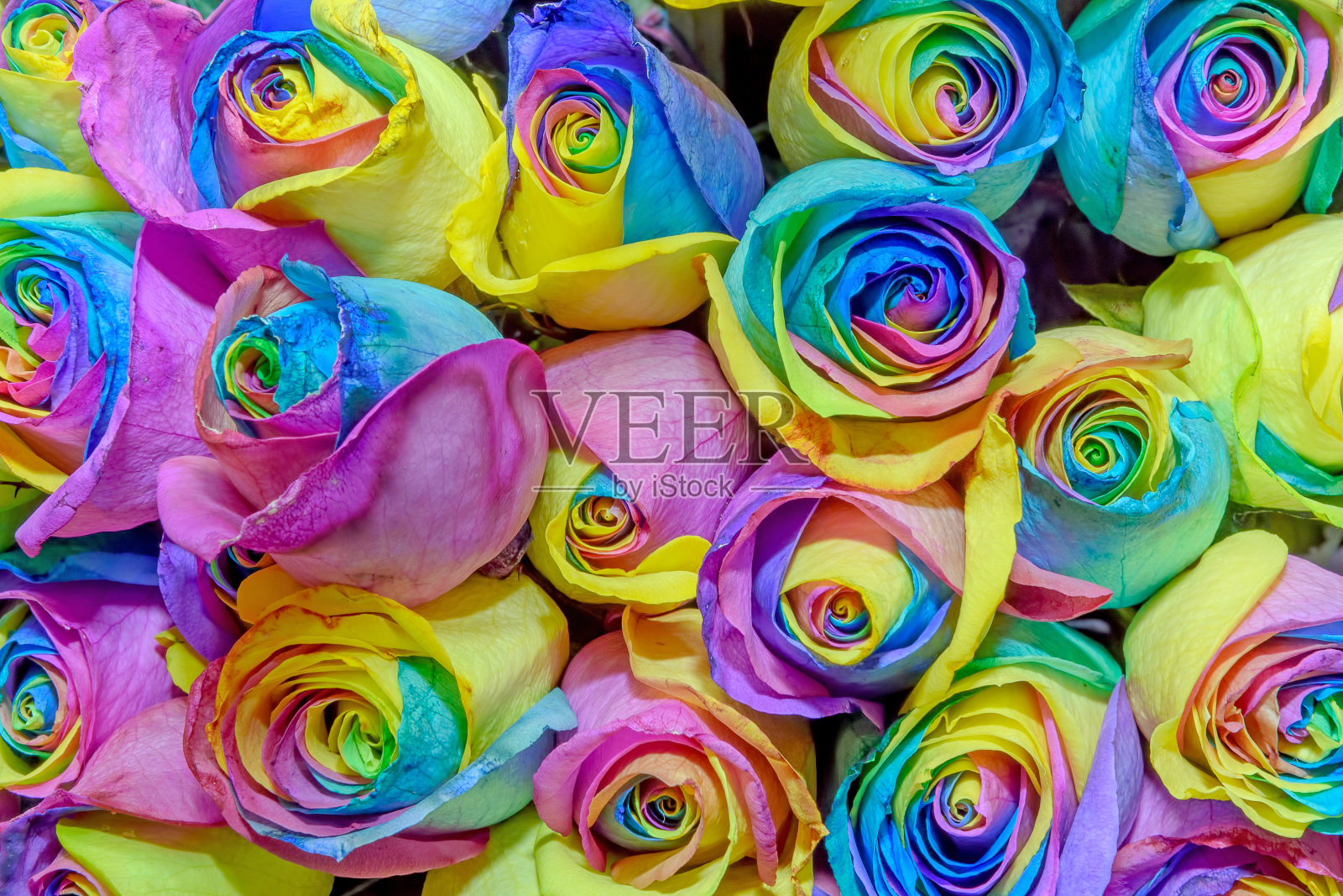 玫瑰花蕾的花背景。丰富多彩。关闭了。照片摄影图片