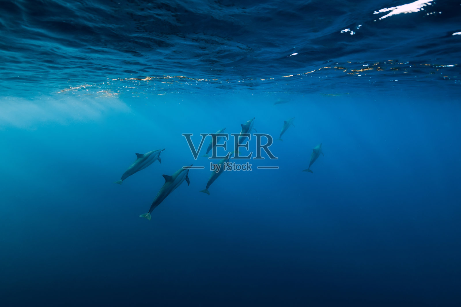 蓝色热带海洋中的海豚。海豚的家庭照片摄影图片