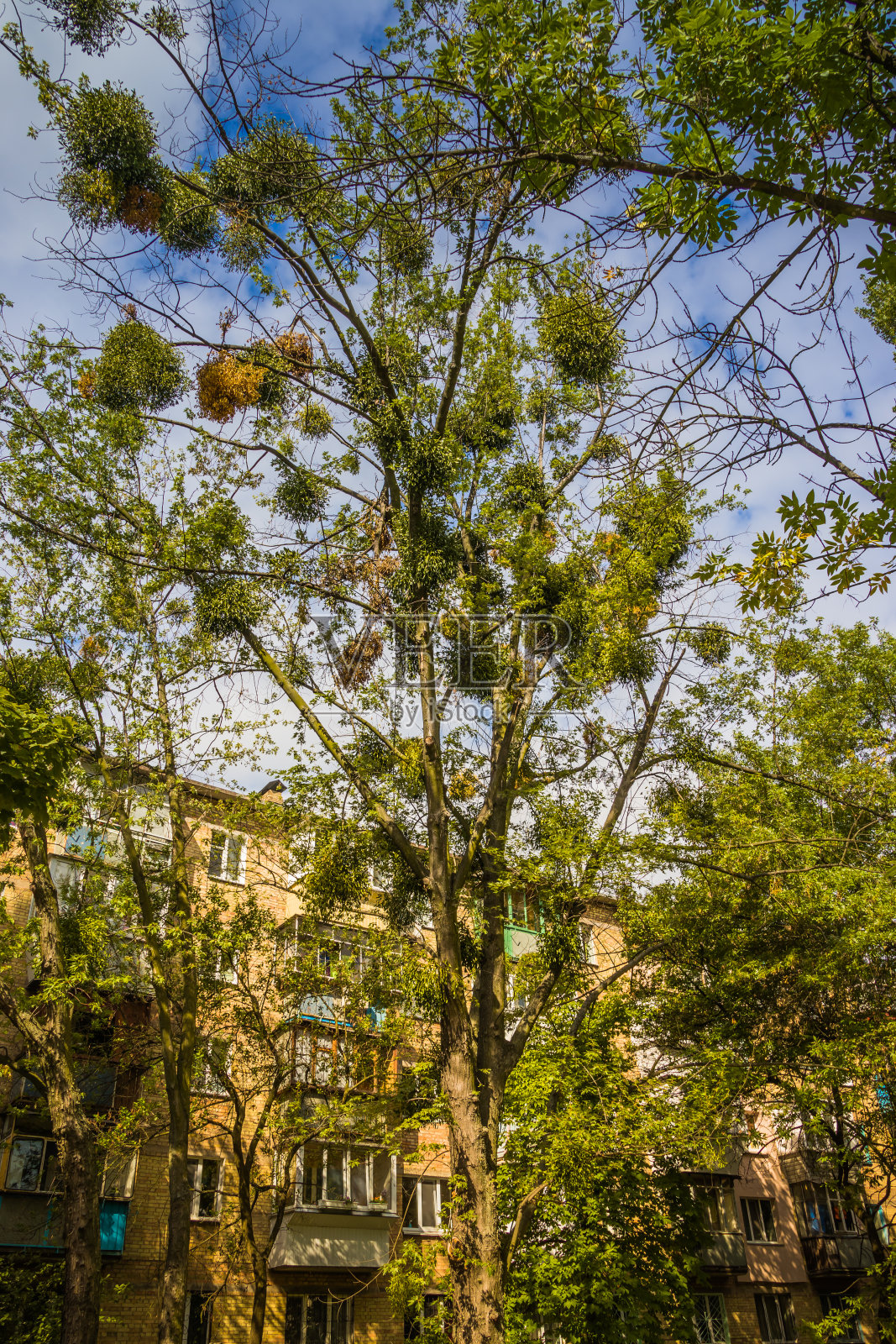 槲寄生(lat。寄生在落叶树木的树干和树枝上的粘性植物照片摄影图片