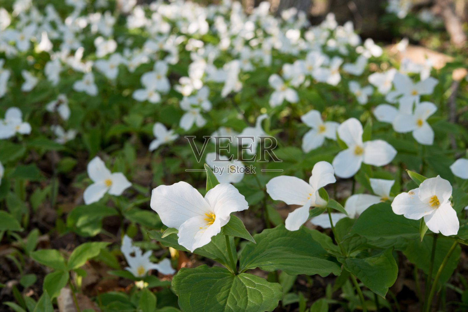 在枫树林中盛开的百合是安大略省的官方花卉照片摄影图片