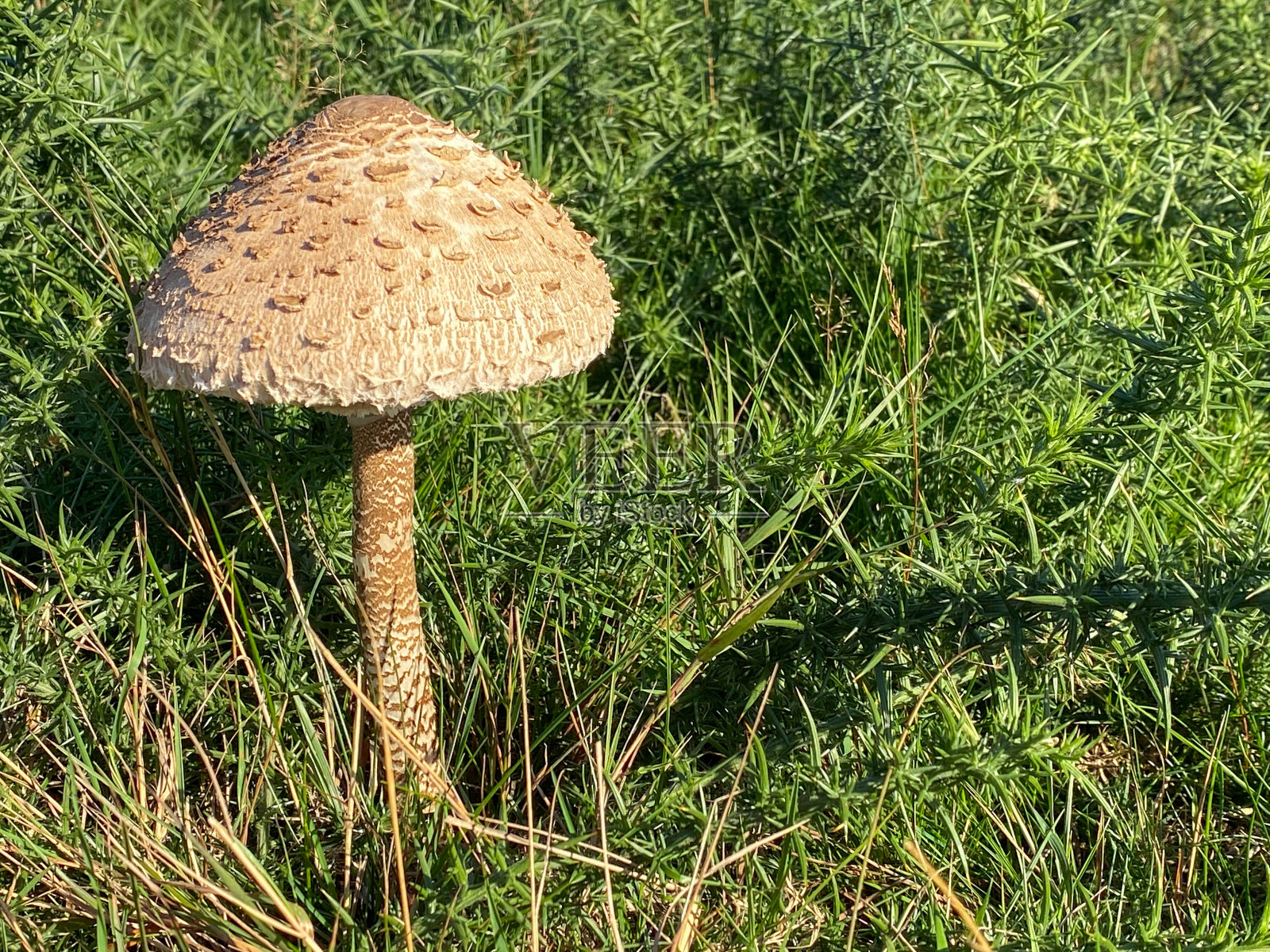 阳伞蘑菇或真菌照片摄影图片