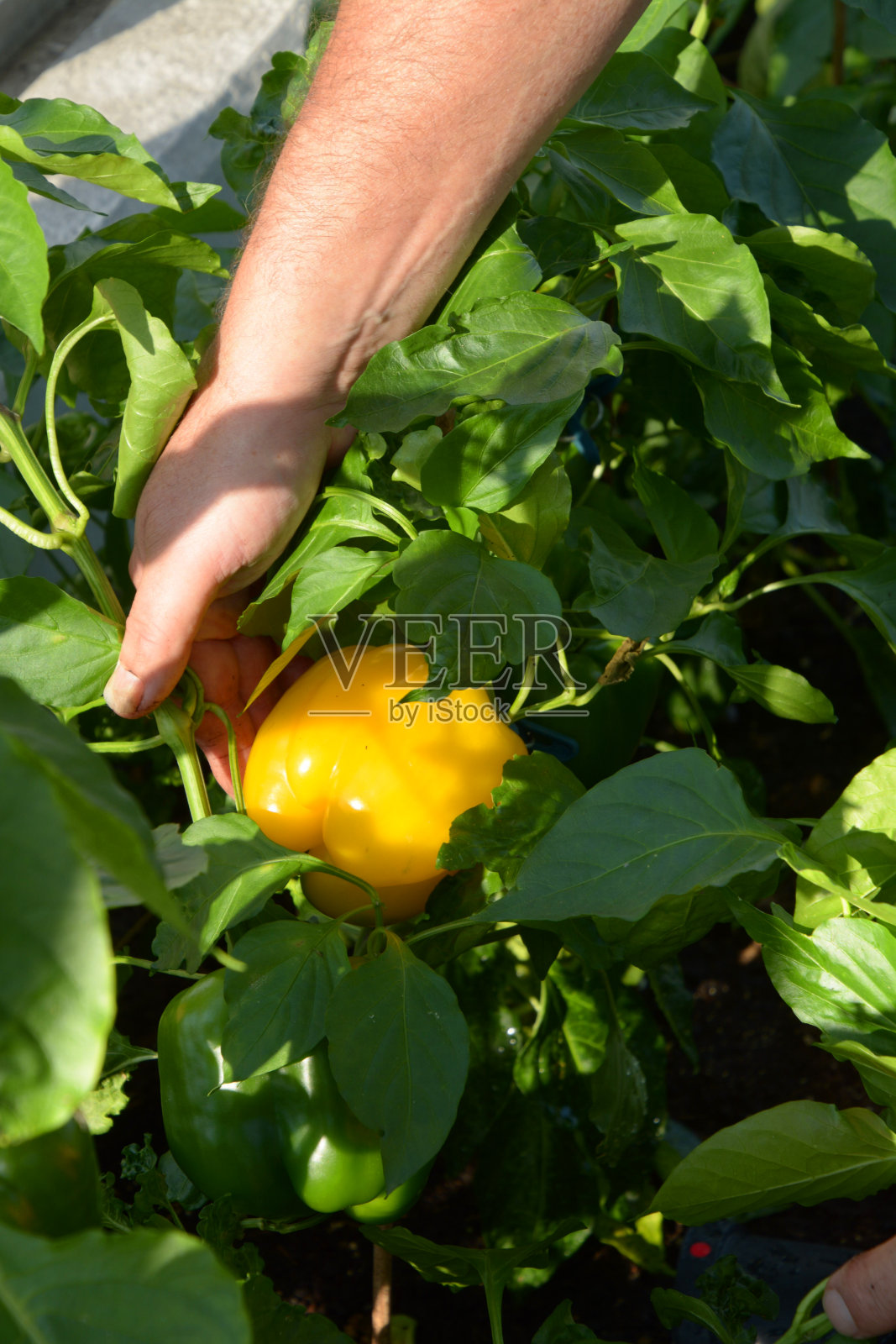 在温室里,人工采摘成熟的黄柿子椒照片摄影图片