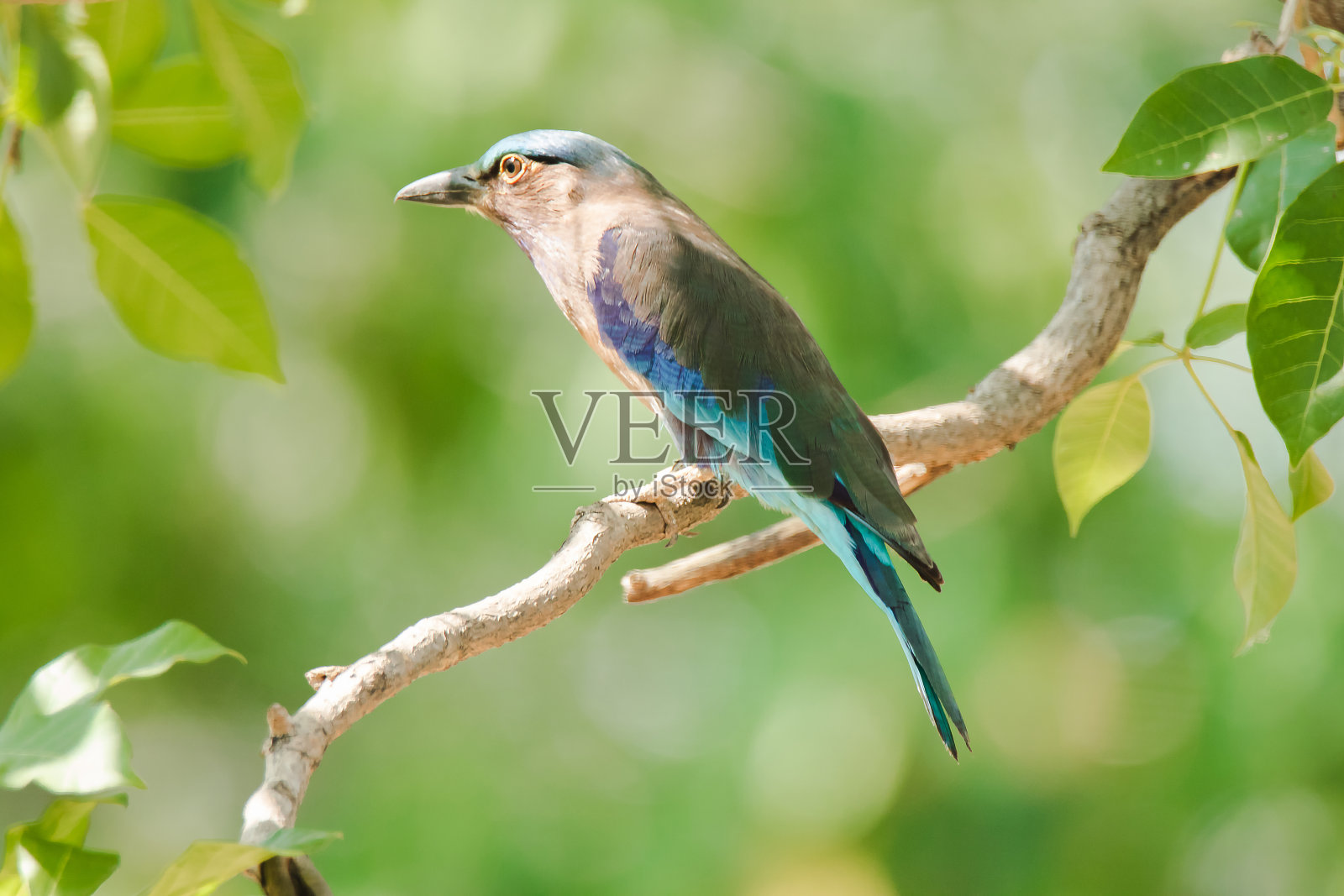 树枝上的印支辊,照片摄影图片