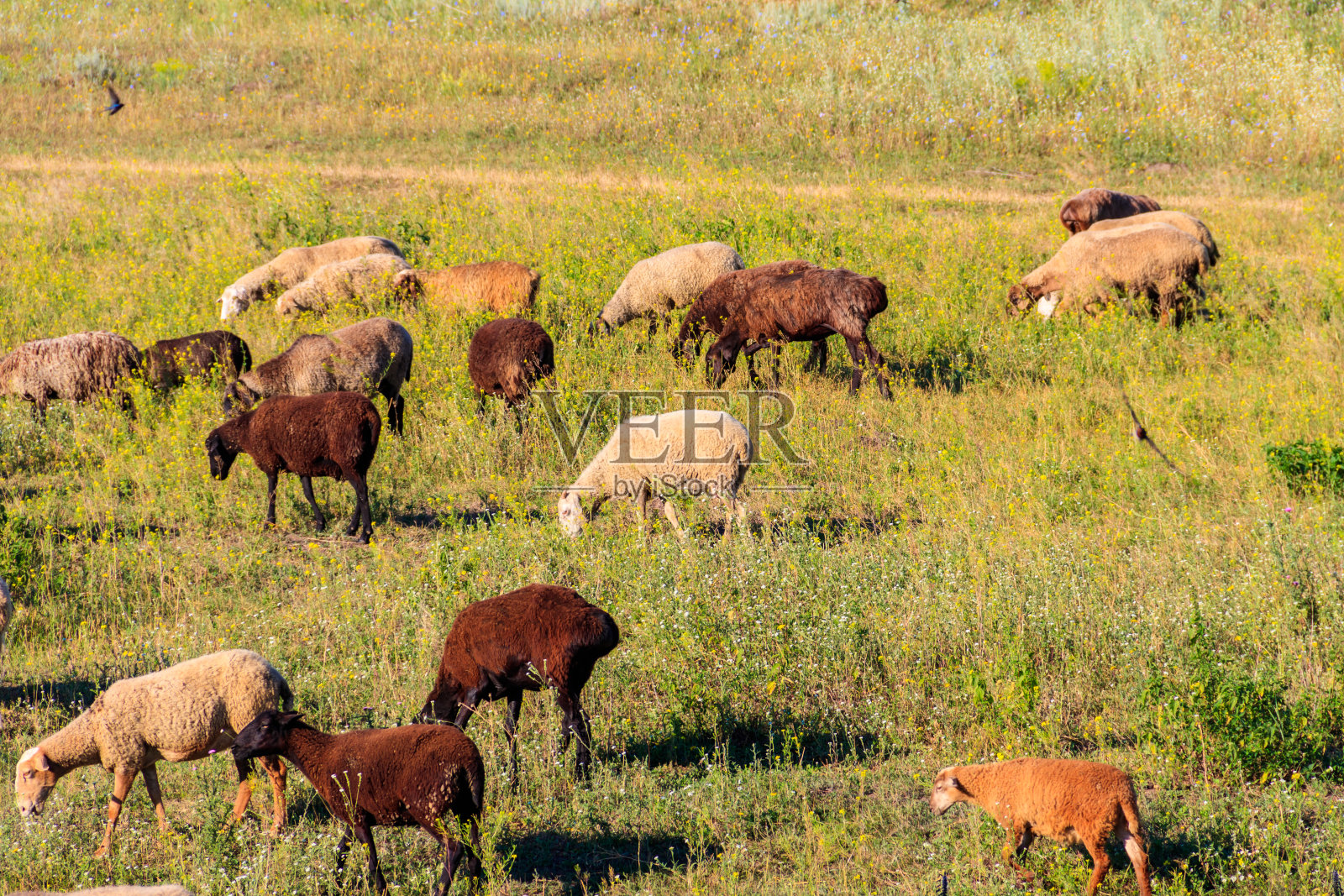 一群羊在绿色的草地上吃草照片摄影图片