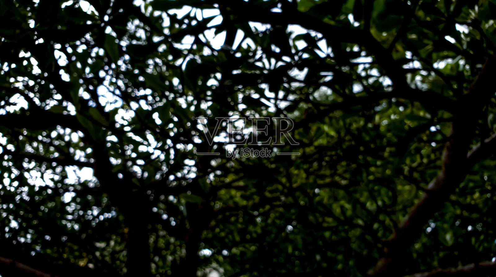 树木自然的散景照片摄影图片