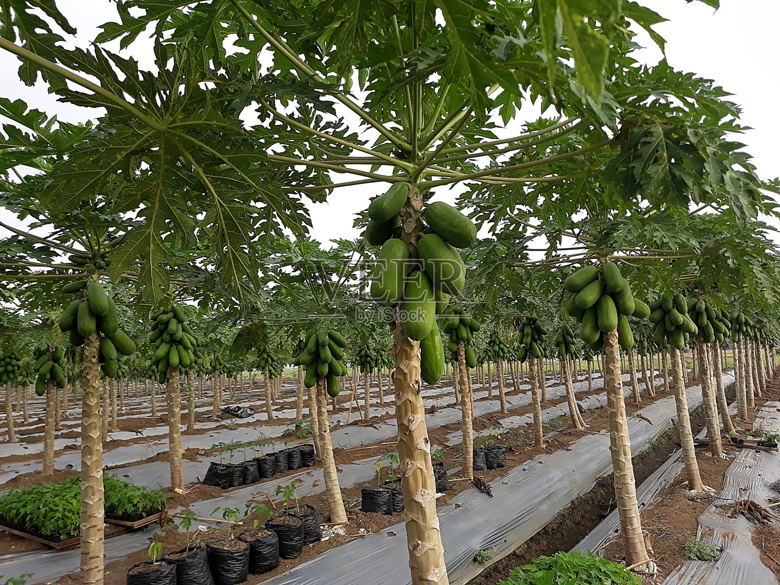 木瓜花园照片摄影图片