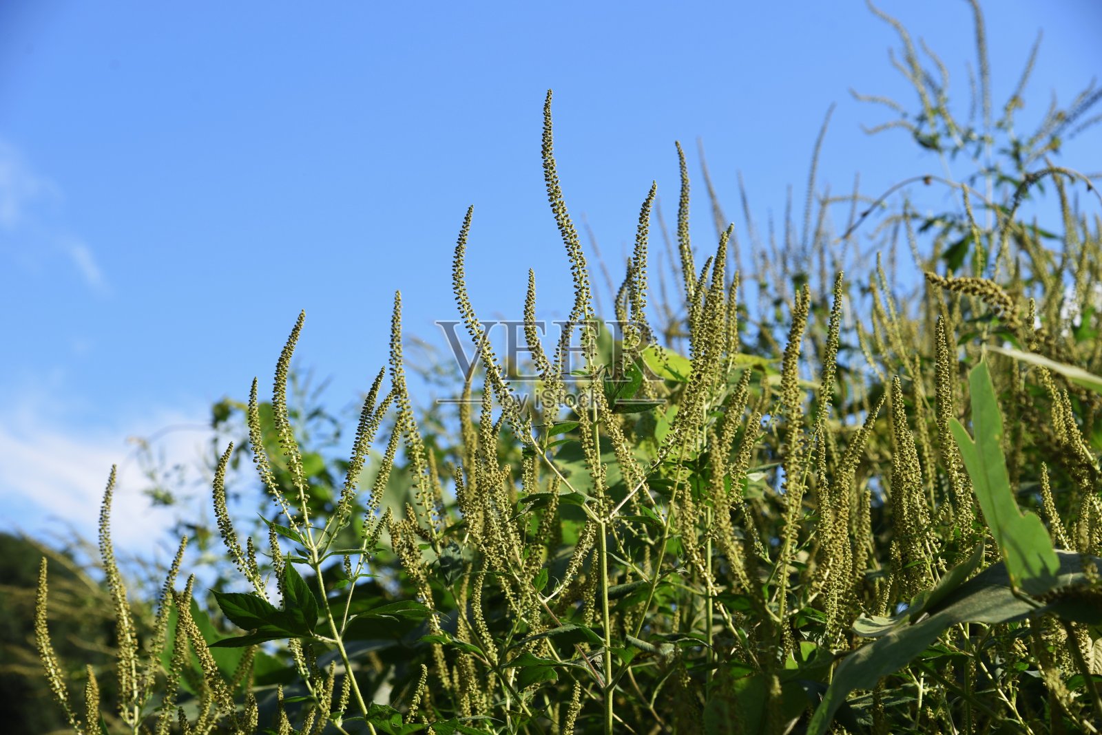 豚草照片摄影图片