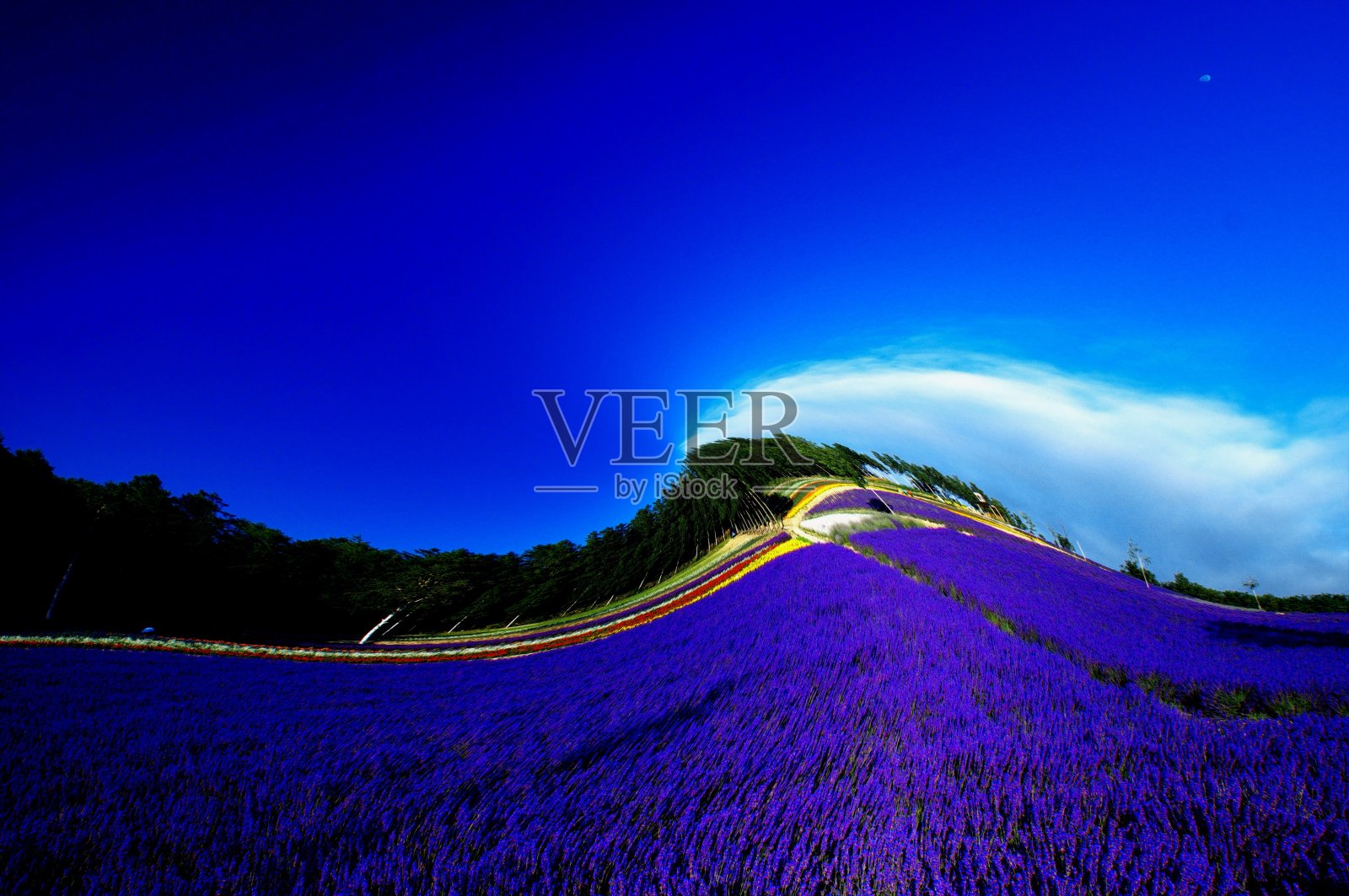 Biei花领域照片摄影图片