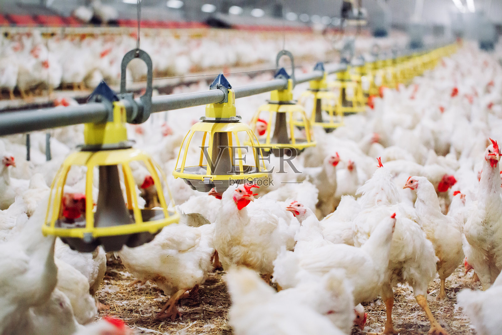 室内养鸡场,养鸡,产蛋量大照片摄影图片