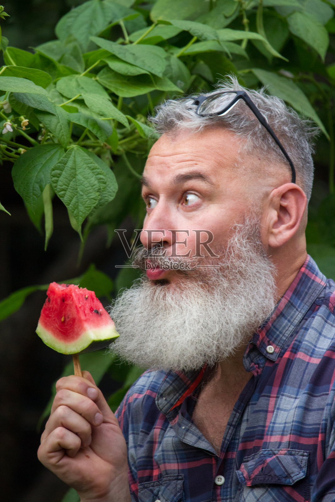 成熟的大胡子男性农民的肖像与成熟的西瓜,自己的收获理念,选择性的焦点照片摄影图片