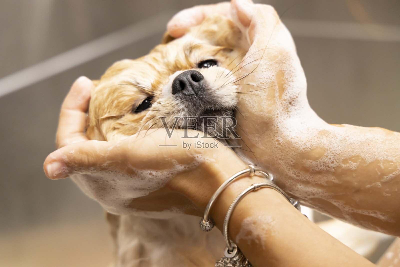 洗澡的时候来点可爱的博美犬。照顾宠物。照片摄影图片