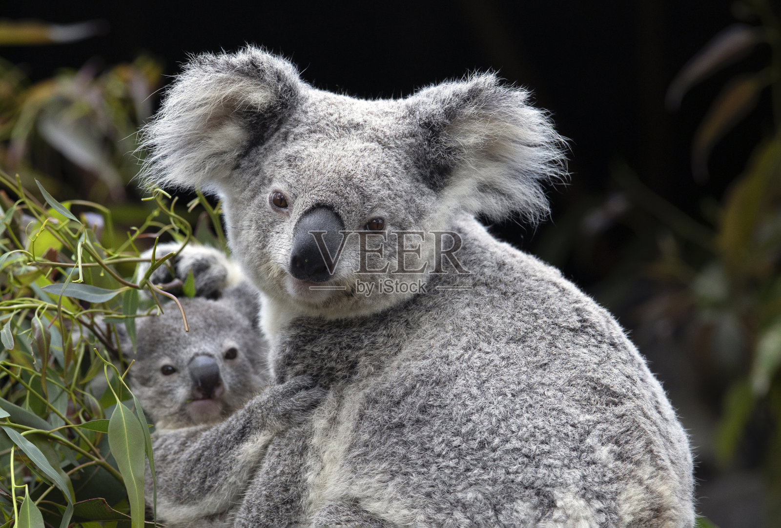 考拉妈妈和考拉宝宝照片摄影图片