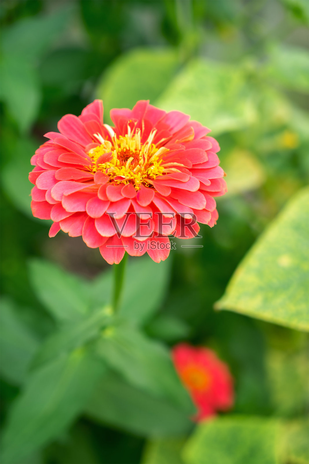 粉红色的百日菊,黄色的雌蕊在近处的花园里绽放照片摄影图片