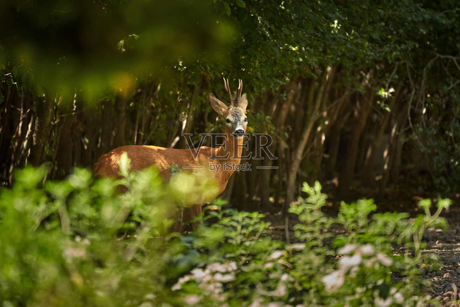 罗巴克在森林里照片摄影图片