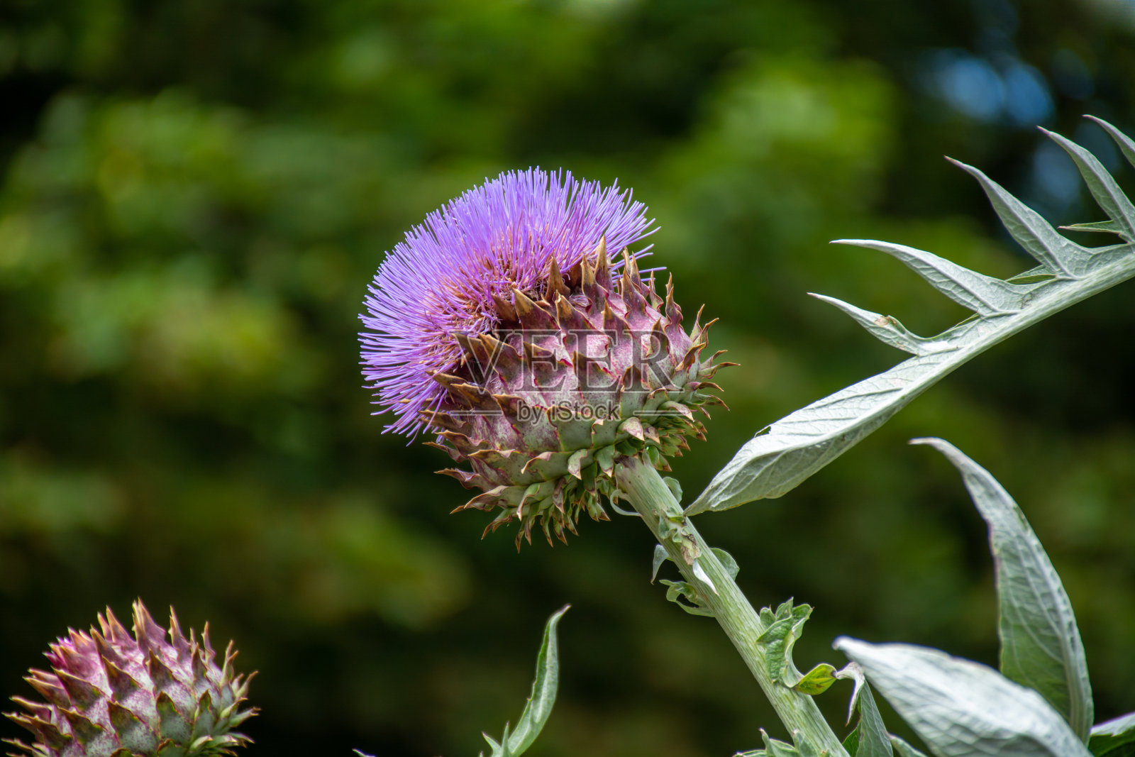 植物和草本植物的植物学集合,蓟或洋蓟蓟,可食用植物照片摄影图片