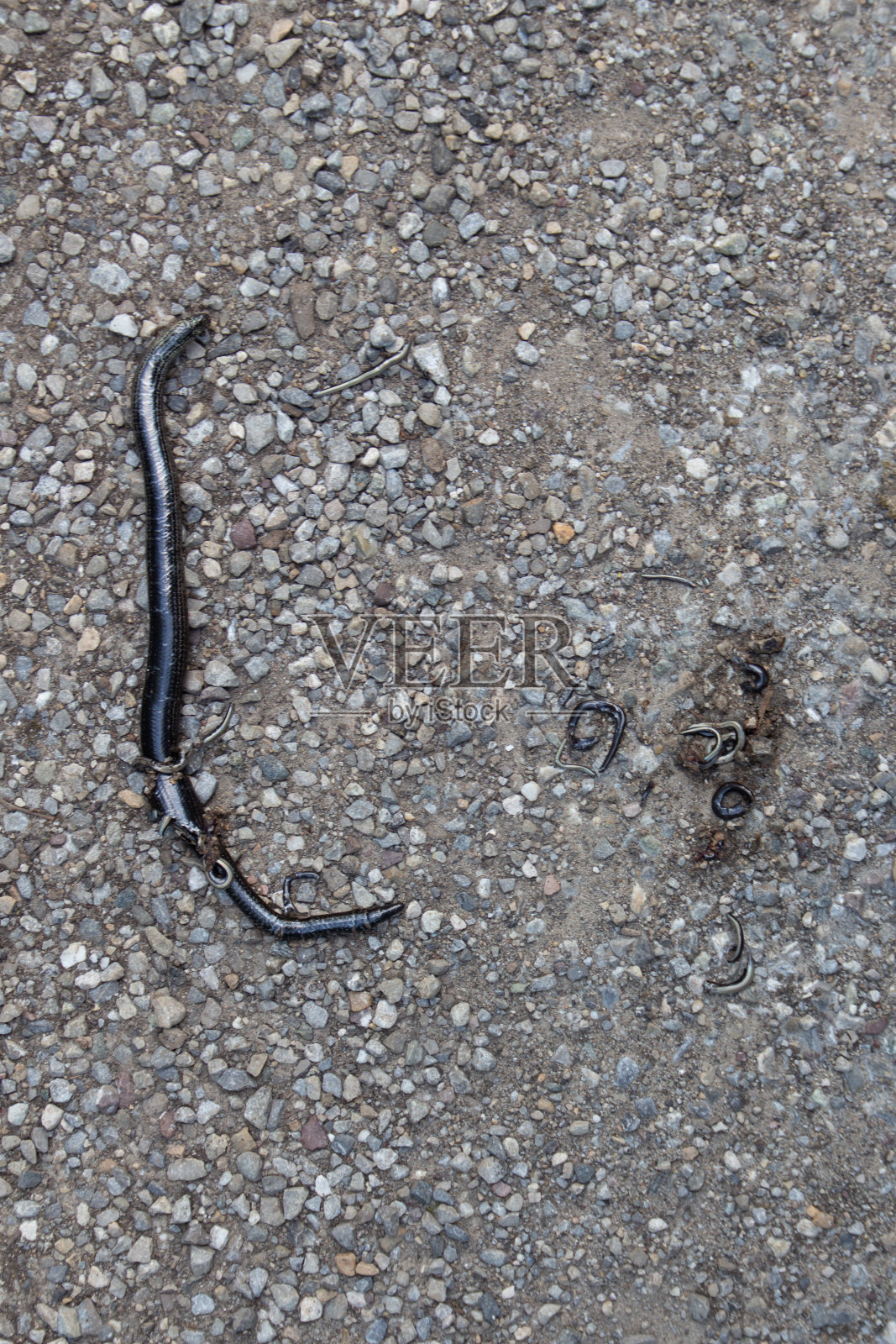 死了的怀孕的盲虫被一辆自行车辗过,它的幼虫被挤出了身体照片摄影图片