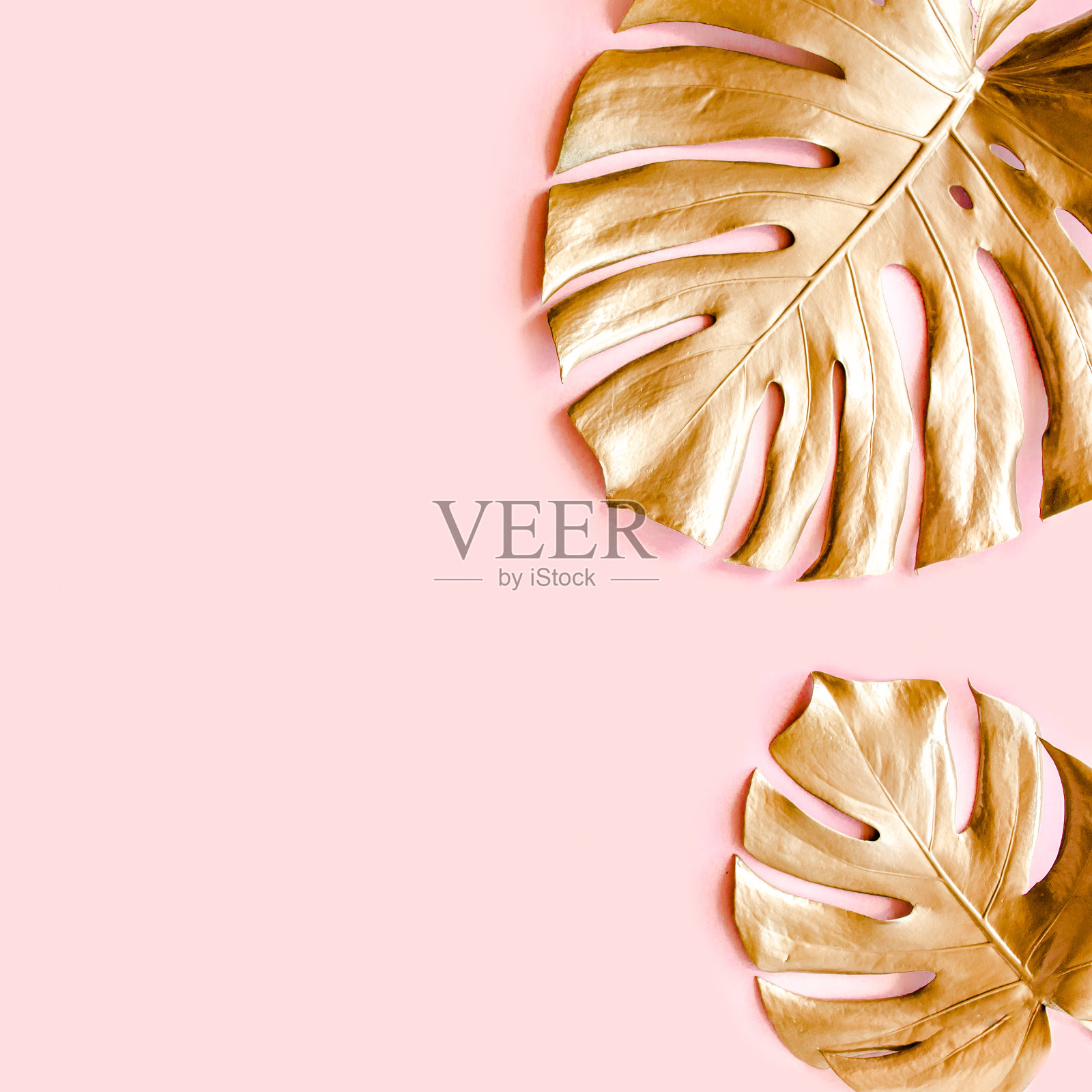 金色的热带棕榈叶在粉红色的背景上。平躺,俯视图最小的概念照片摄影图片