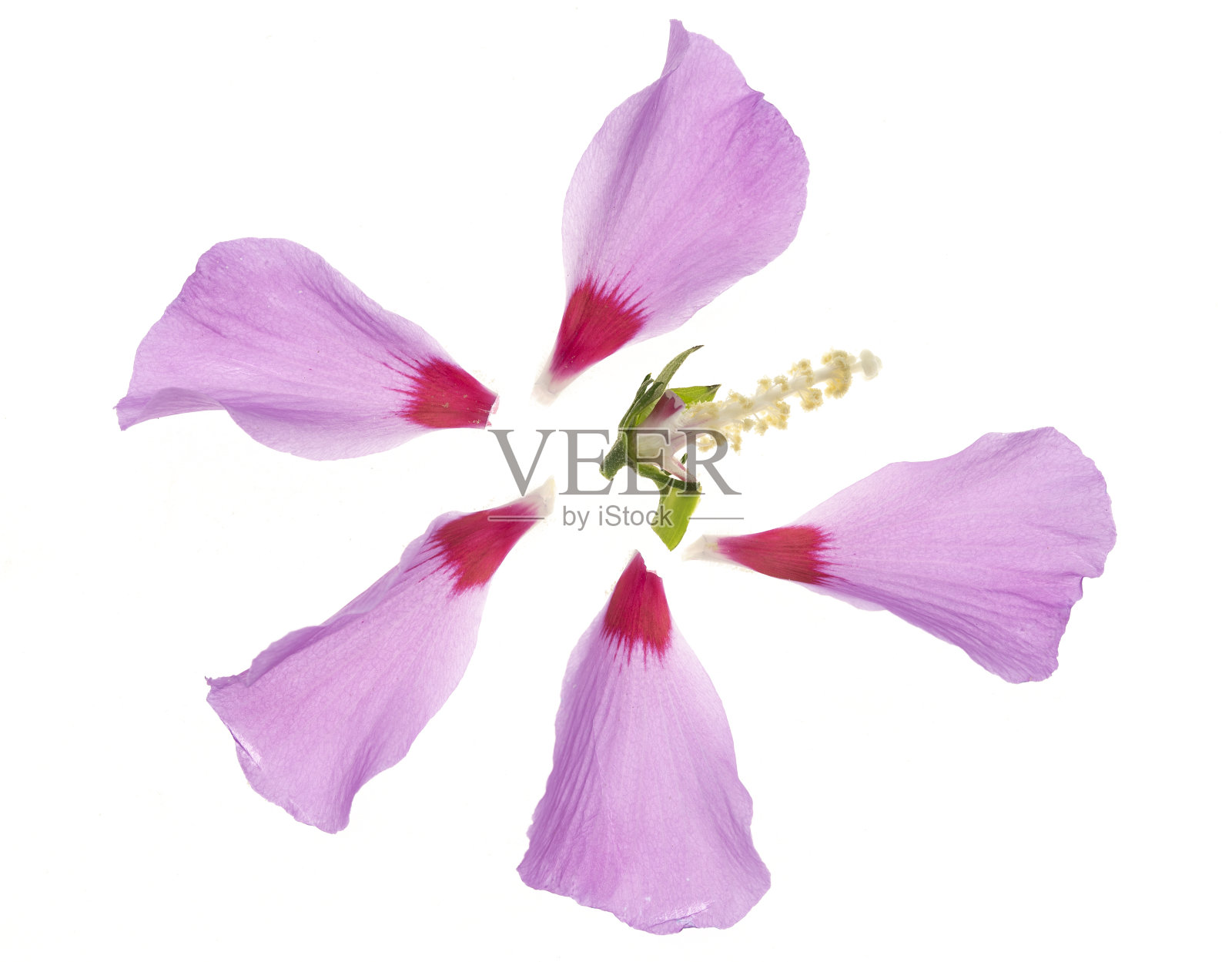 白色上的木槿花是粉红色的照片摄影图片