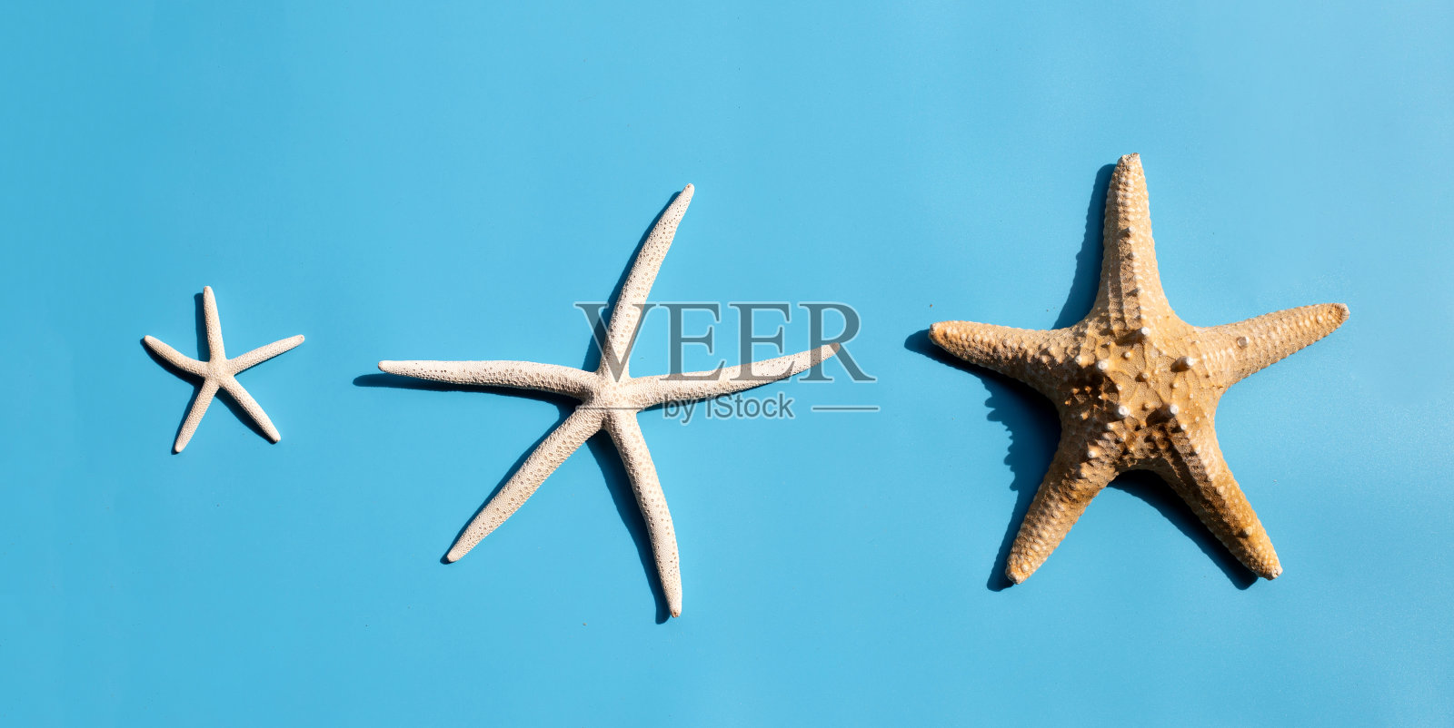 蓝色背景上的三只海星。照片摄影图片