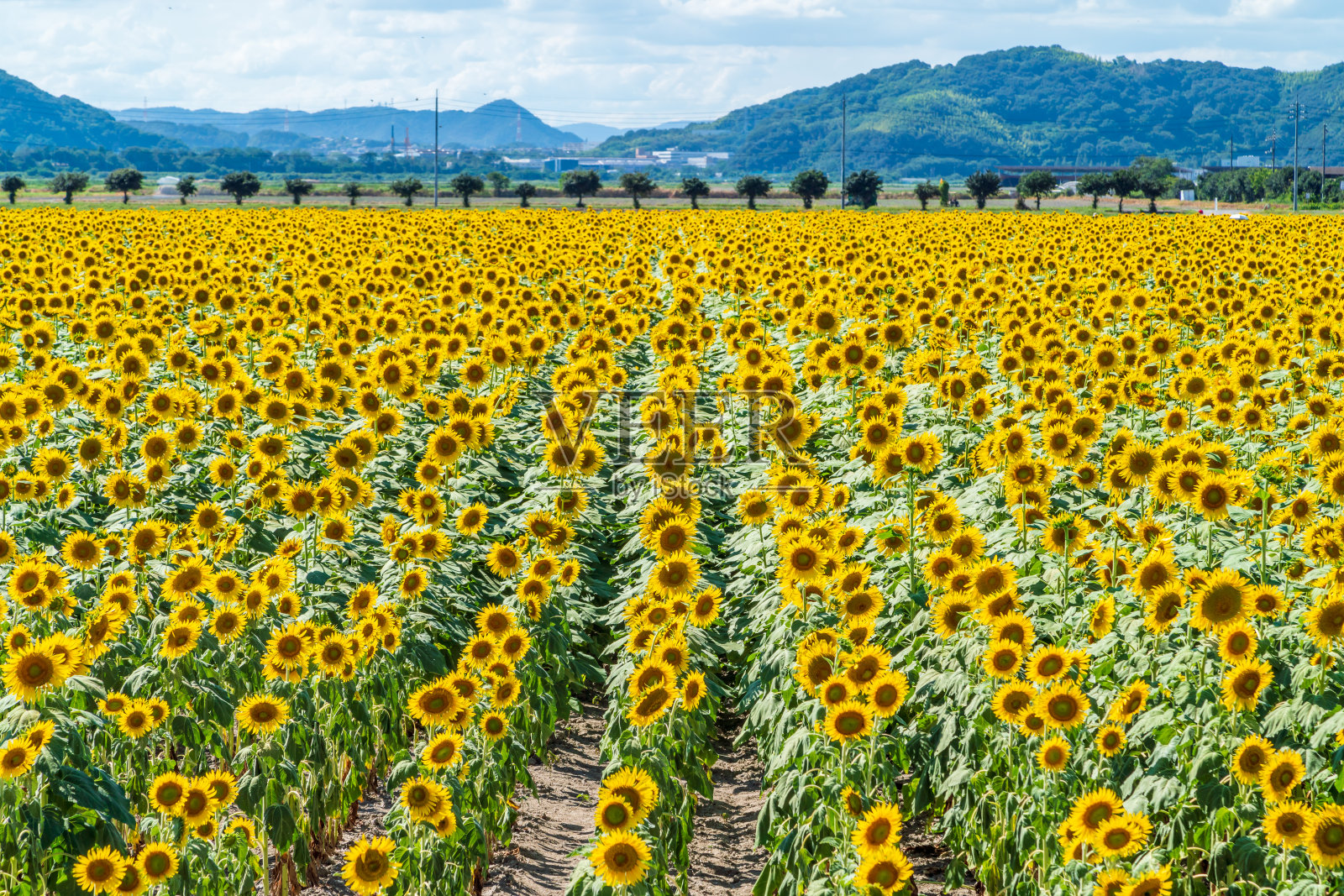 日本的太阳花照片摄影图片