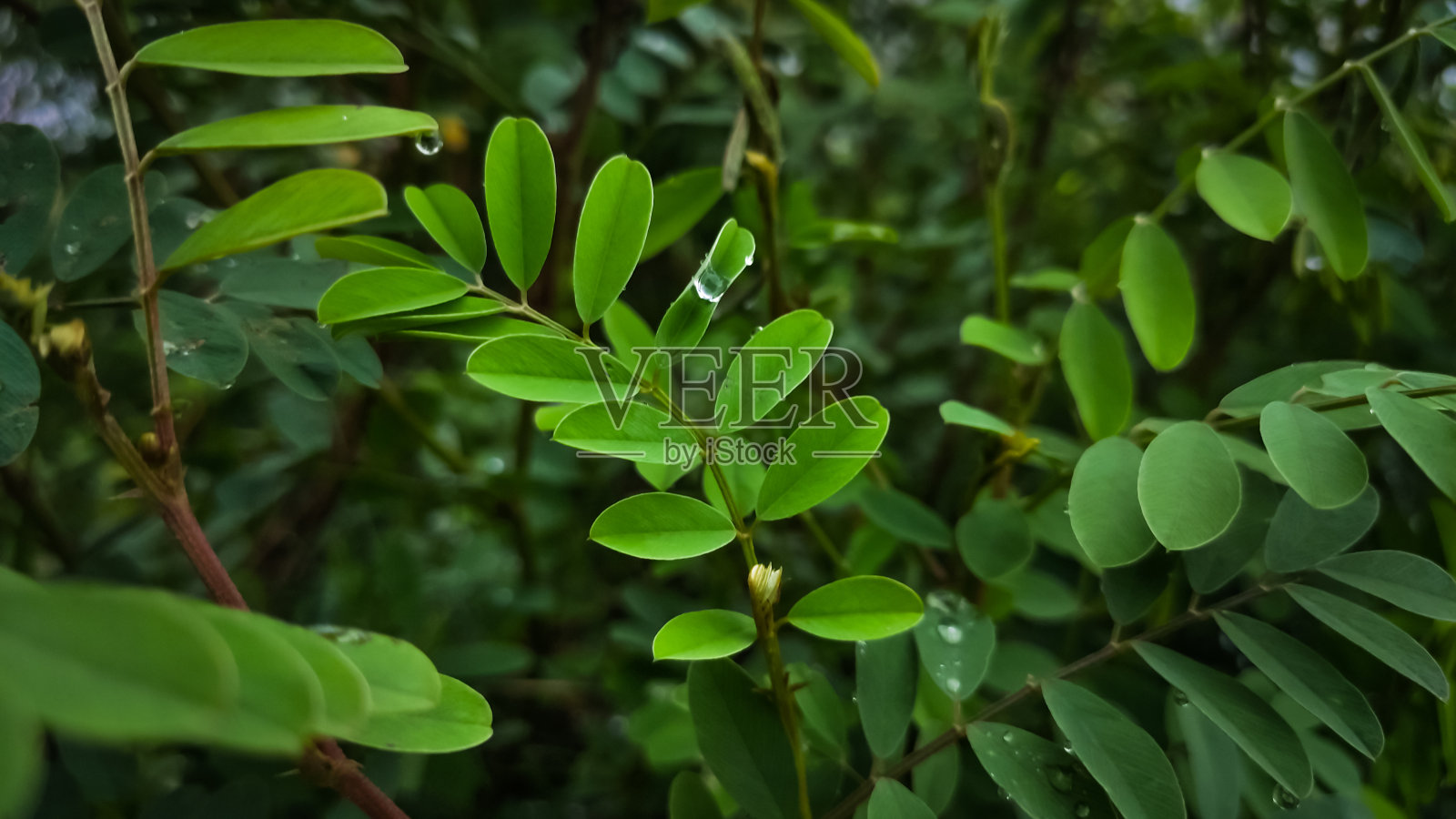 水滴在植物的绿叶上照片摄影图片