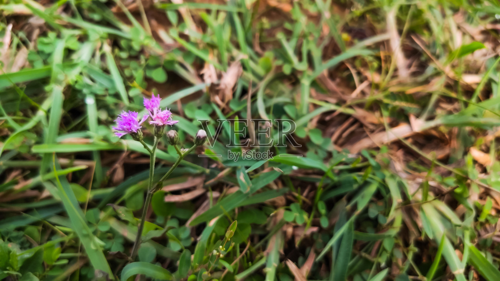 选择性聚焦美丽的紫花照片摄影图片