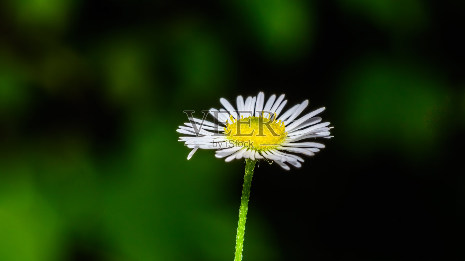 在绿色模糊的背景上,一朵雏菊花。照片摄影图片