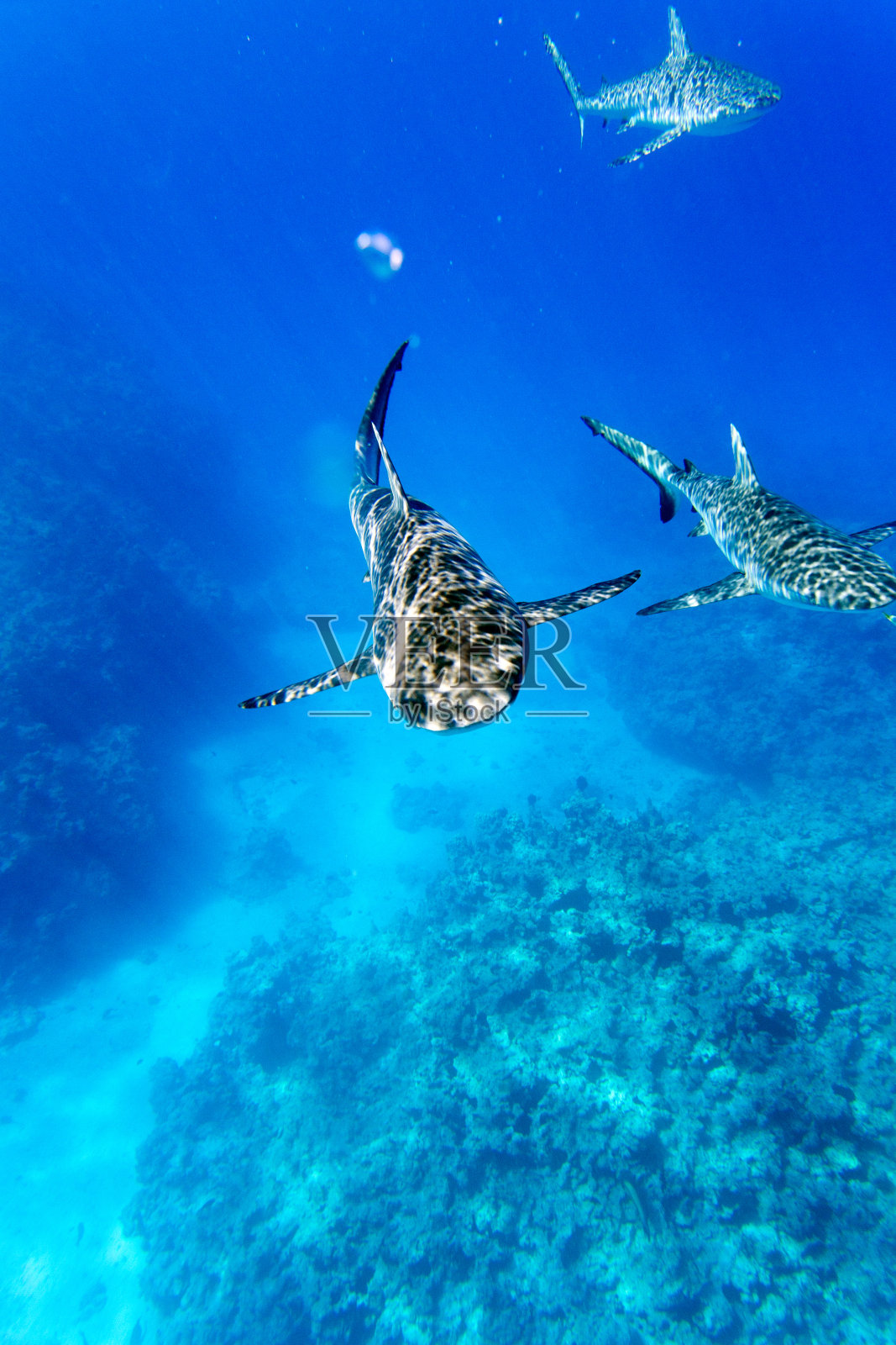 海里有三只鲨鱼跟着摄像机照片摄影图片