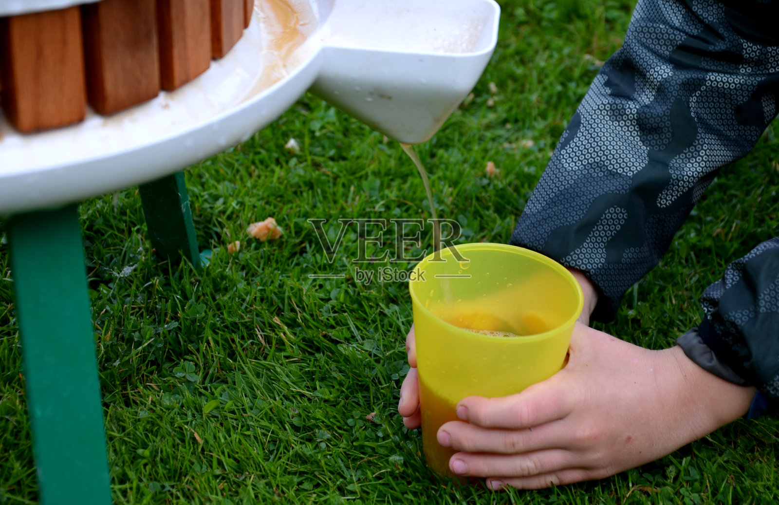 从掉落的苹果中自制苹果汁,用一个有螺丝钉的手压机,孩子们帮助转动手柄,苹果酒通过筛子从果肉中流出,果肉被扔到堆肥中照片摄影图片