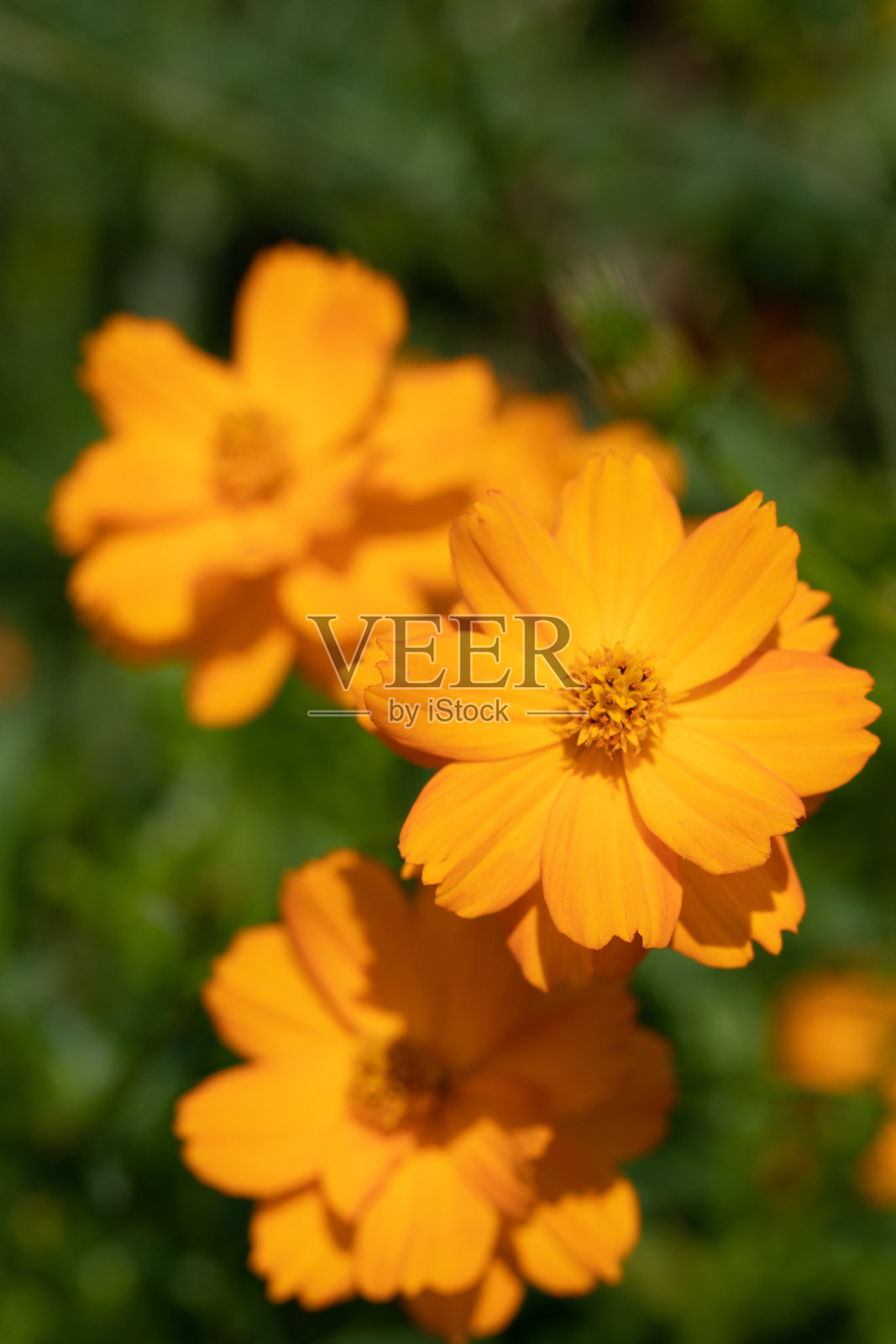 橙色的野花照片摄影图片